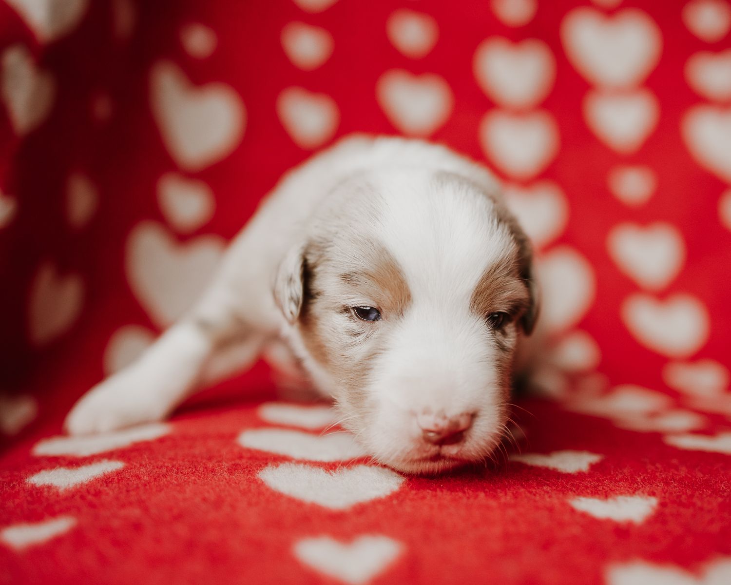 Newborn puppy with brown and white markings rests on red and white polka dot fabric.