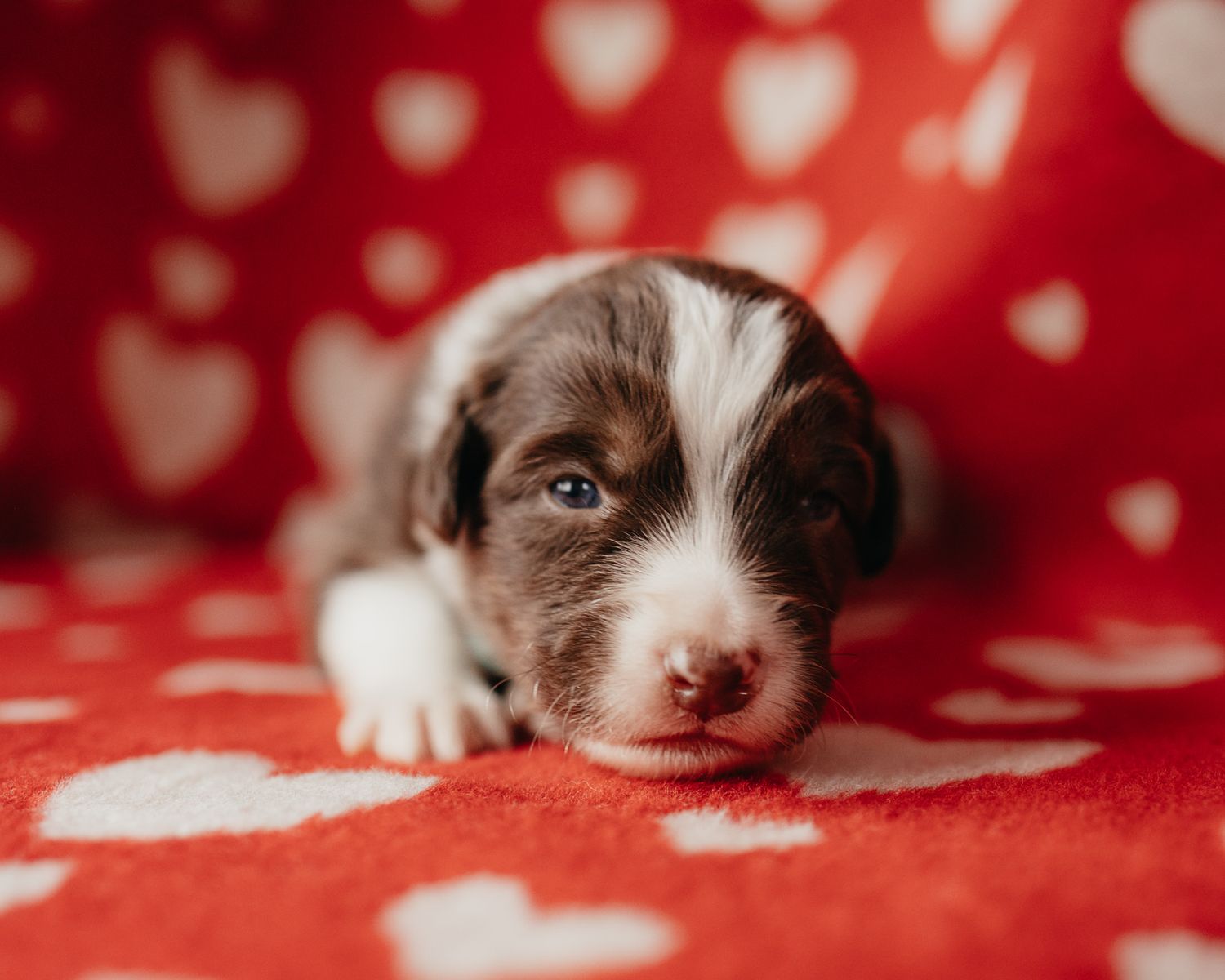 Adorable brown and white puppy lying on red polka dot fabric with sleepy expression.