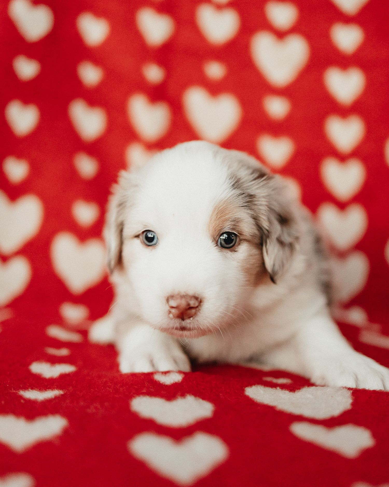 Adorable white puppy lying on red background with heart pattern creates a sweet Valentine's Day themed portrait.