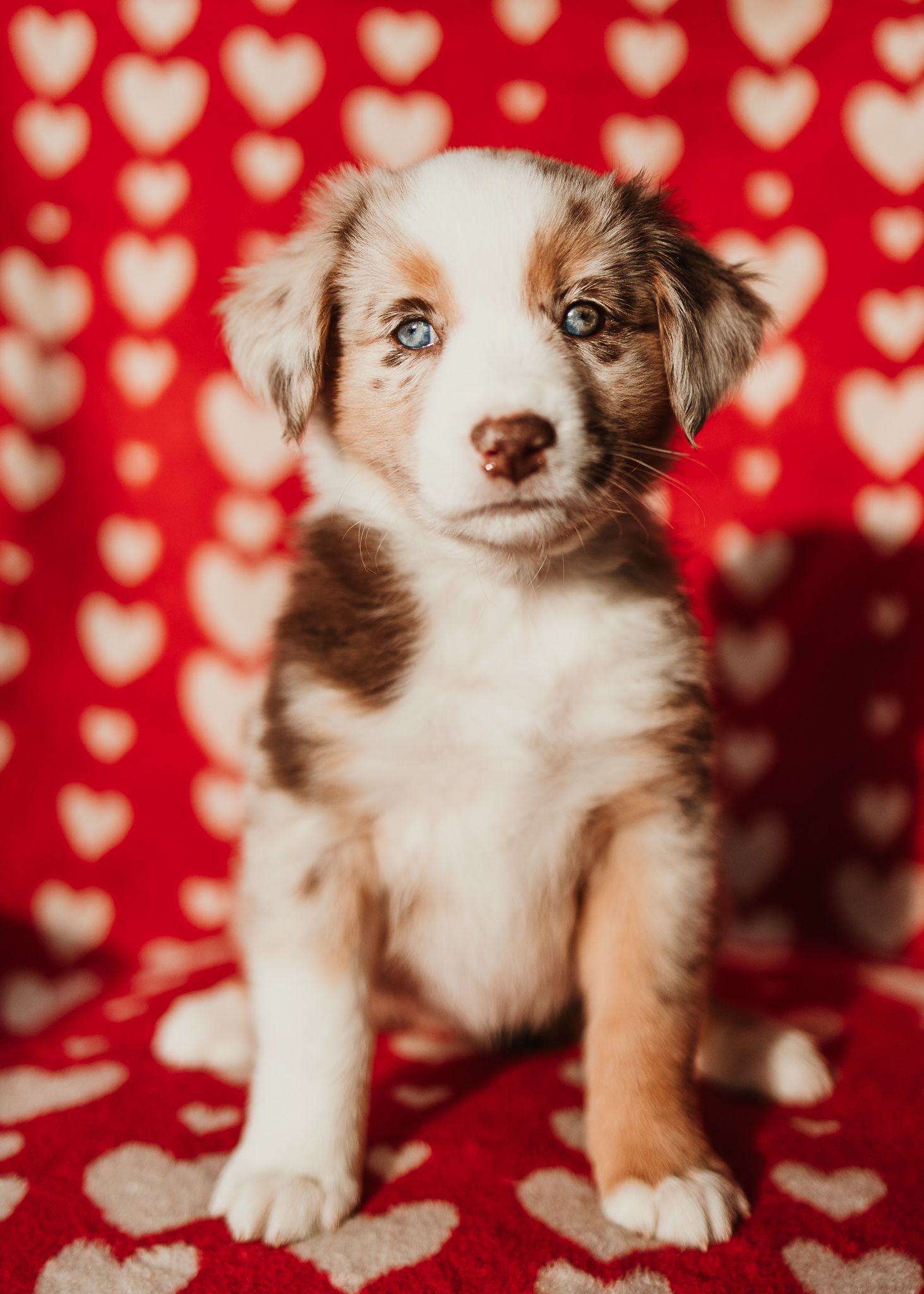 Australian shepherd puppy poses against red background with white heart pattern in a series of adorable shots.