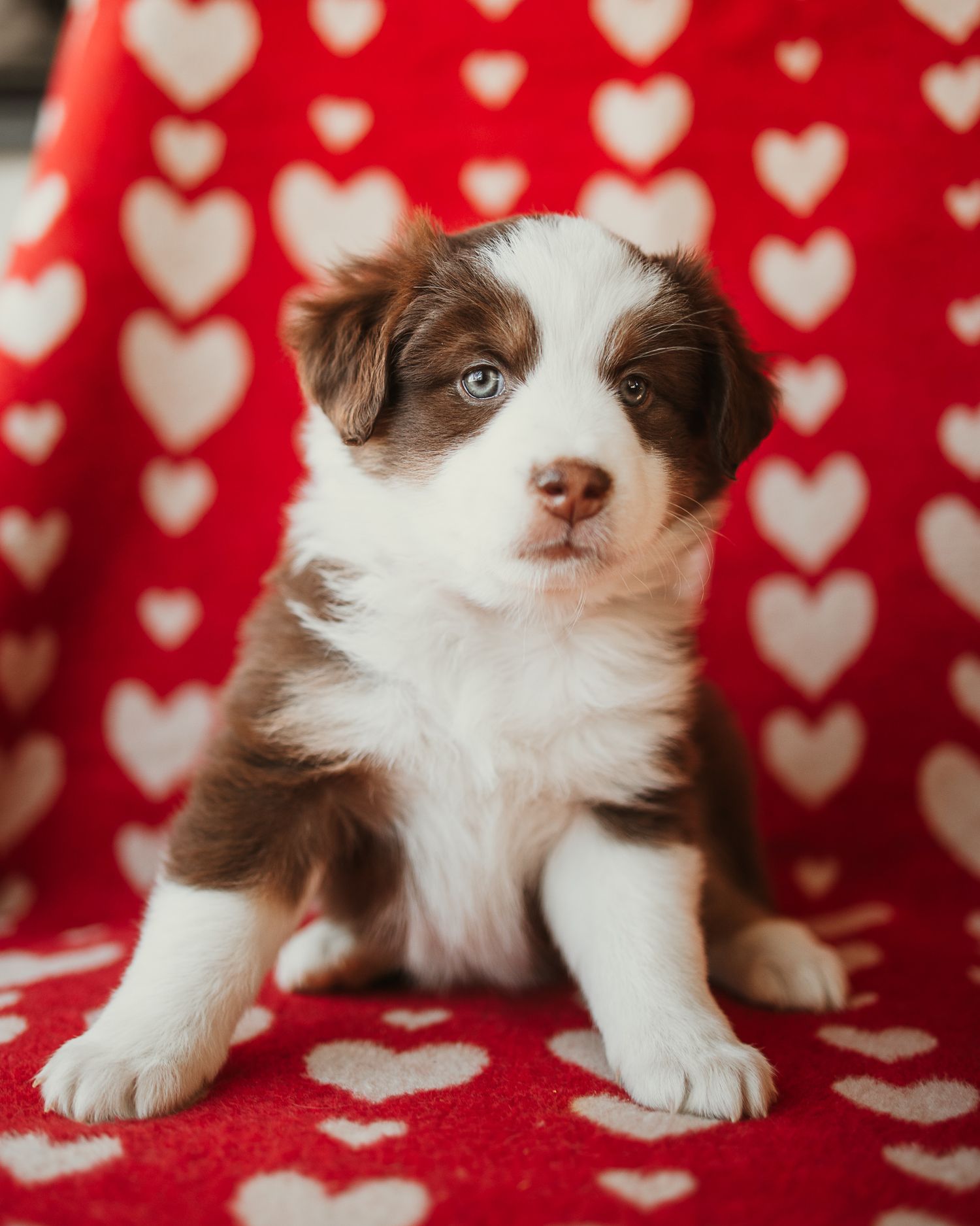 Brown and white puppy poses against a red and white heart patterned background in a series of adorable portraits.