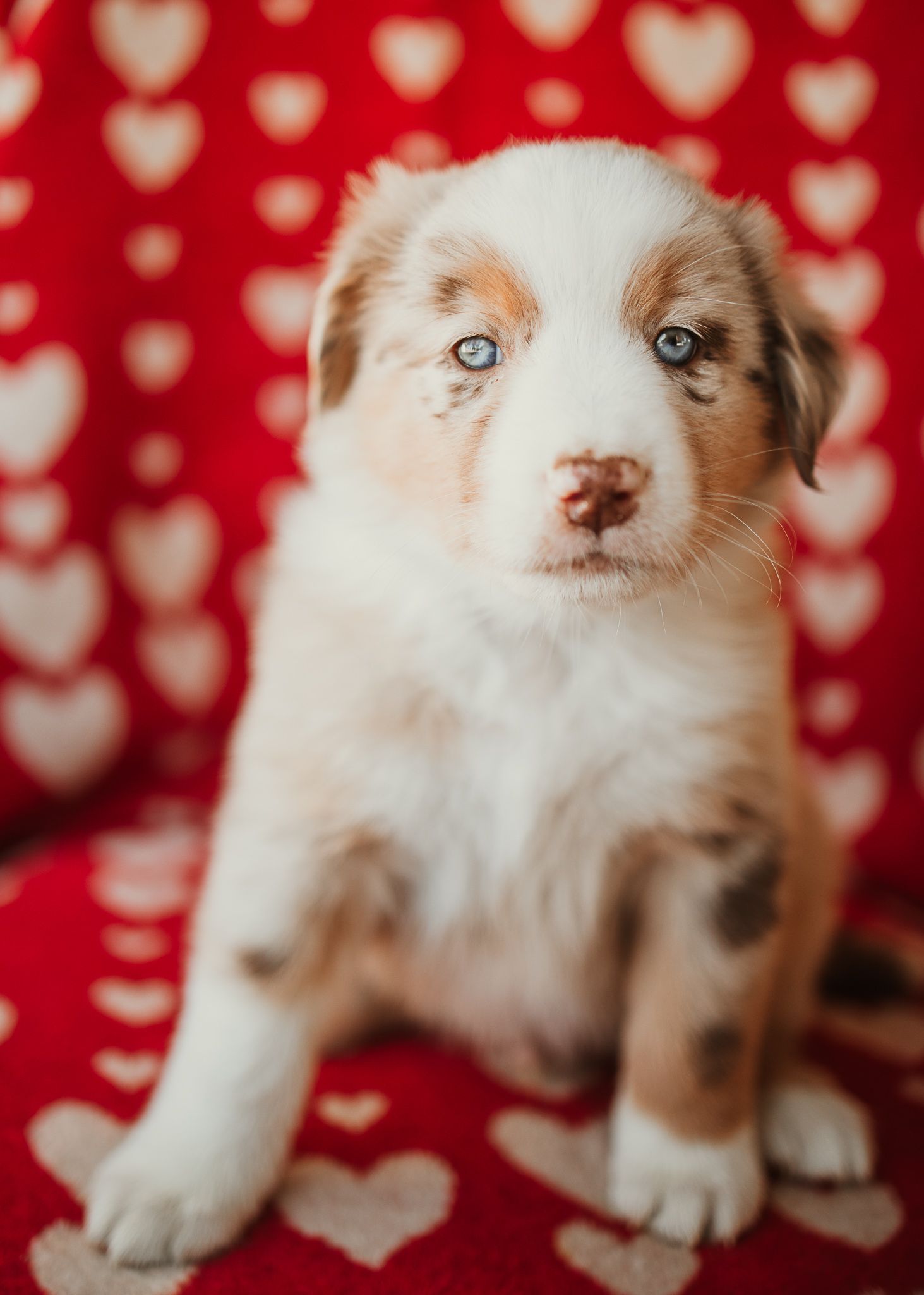 Adorable Australian Shepherd puppy with striking blue eyes sits on a red heart-patterned blanket.