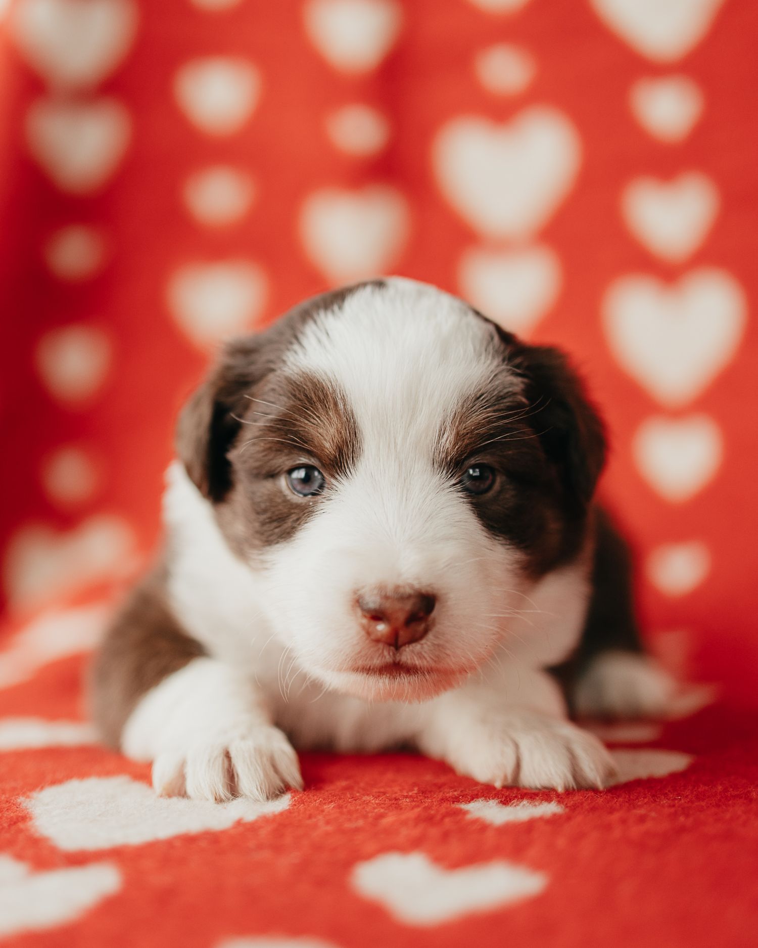 Border collie puppy lies on red fabric with white heart pattern background.
