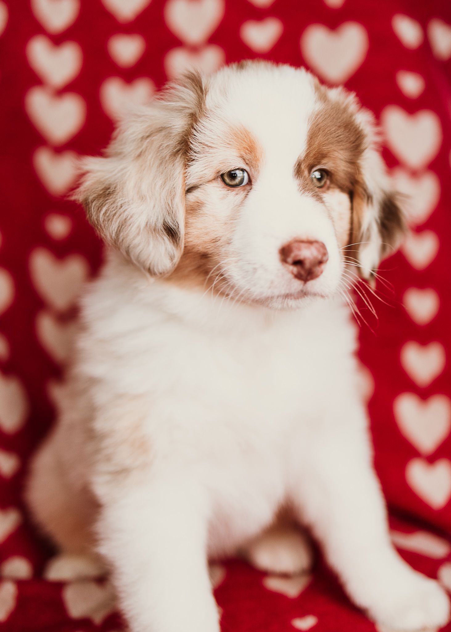Adorable Australian Shepherd puppy poses against red and white heart patterned background in Valentine's themed portrait.
