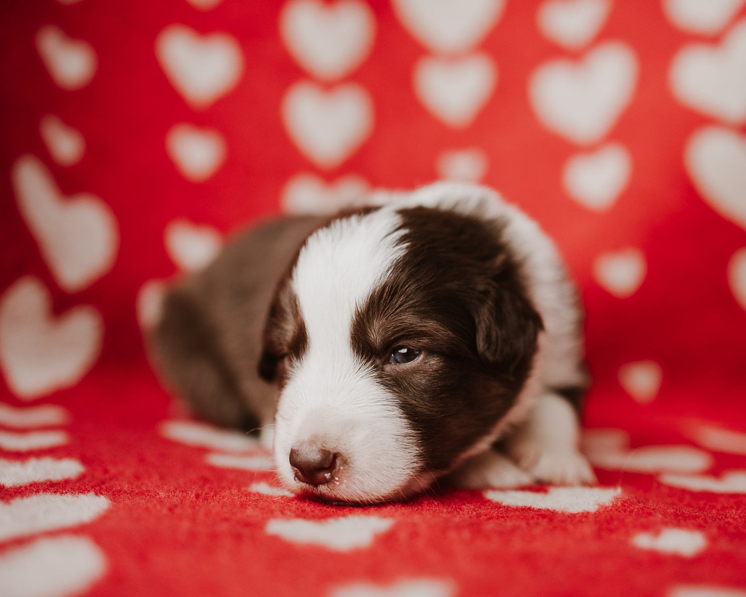 Brown and white border collie puppy lying down on red background with heart pattern.