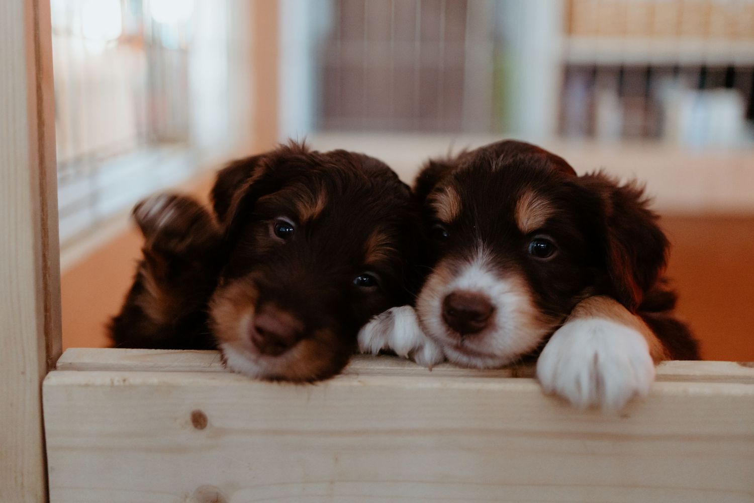 Tired Cavalier King Charles Spaniel dog rests its head on a windowsill while looking outside.
