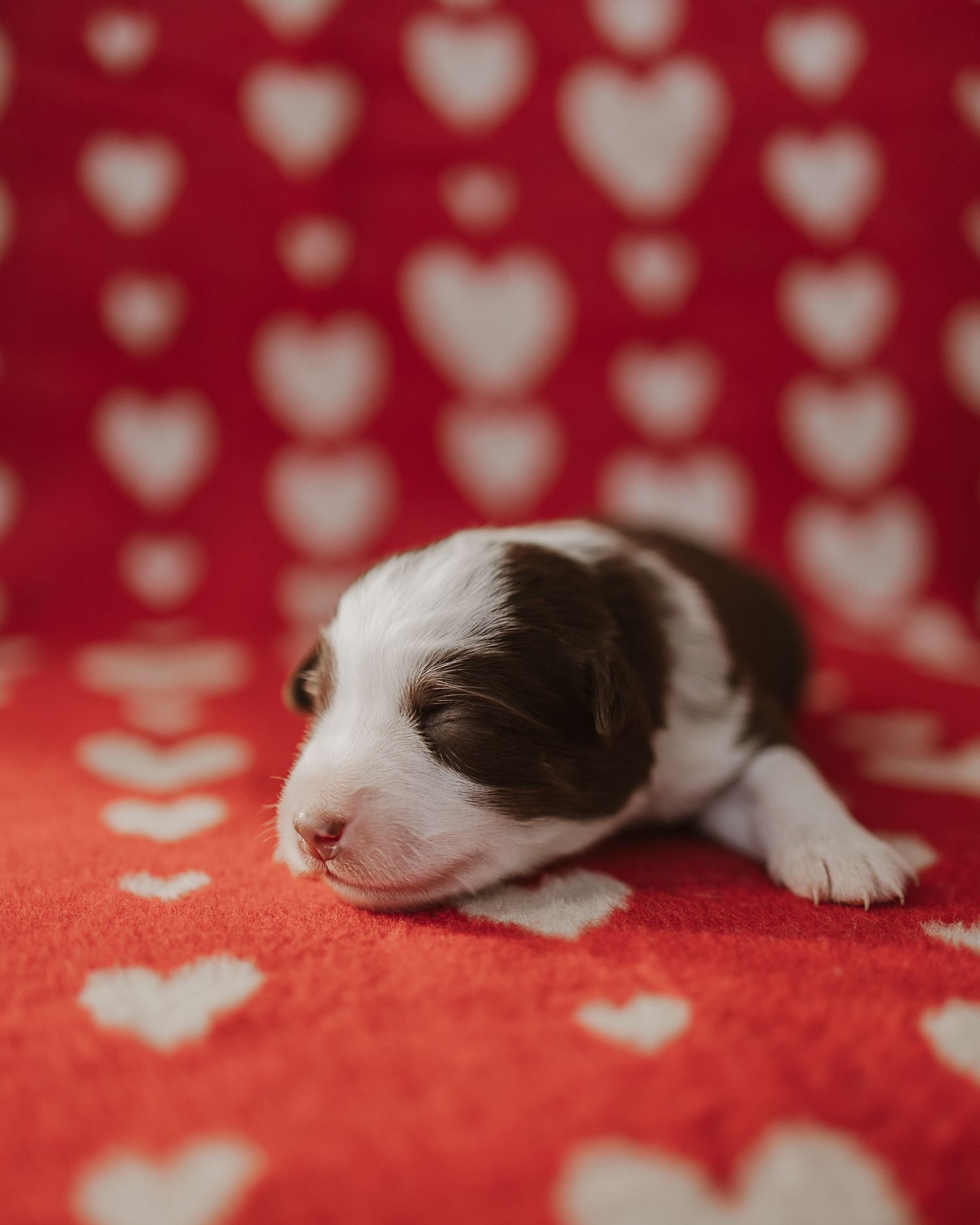 Adorable black and white puppy lying on red blanket with heart pattern background.