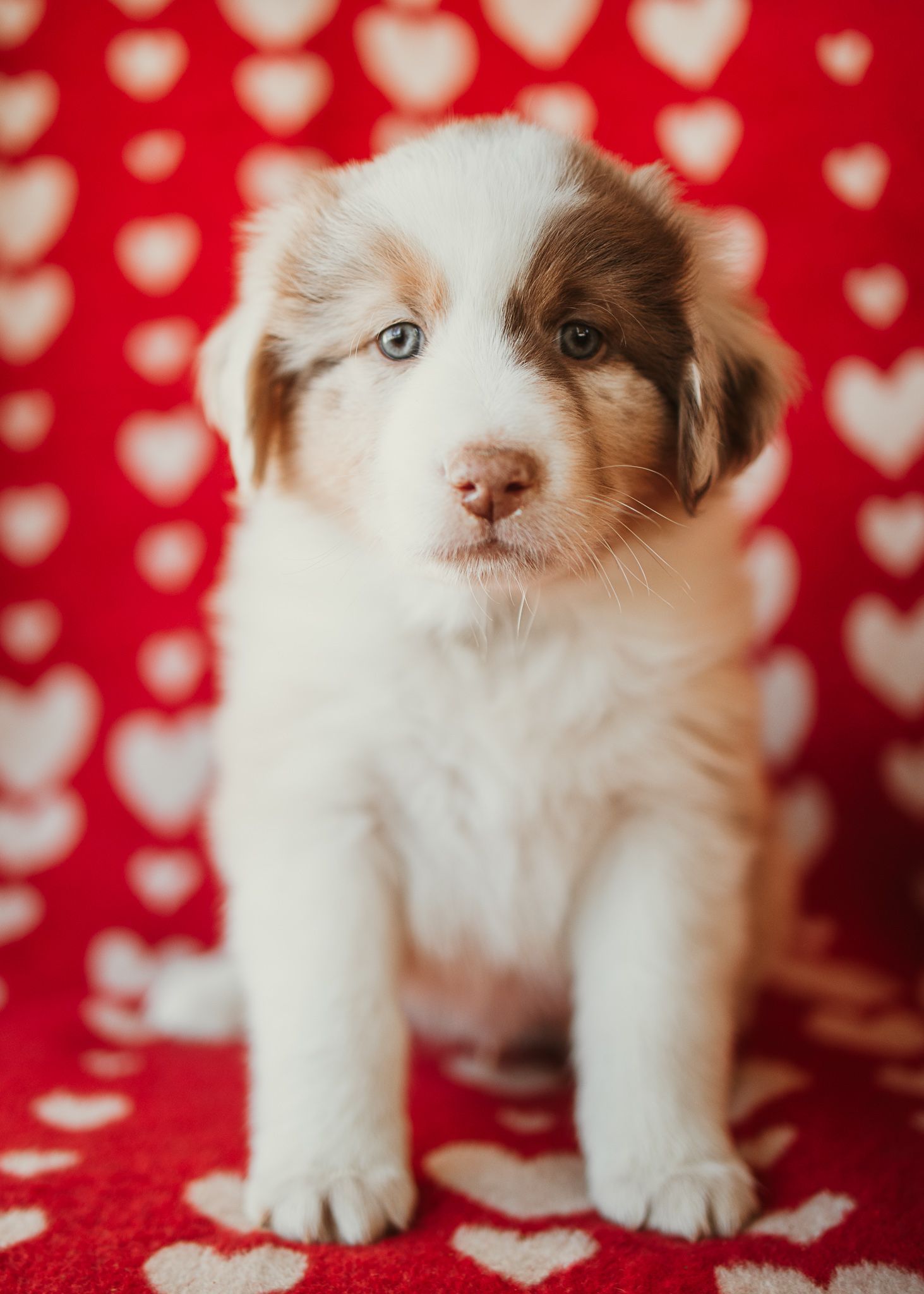 Adorable Australian Shepherd puppies with white and brown fur sit together against a red heart-patterned background.