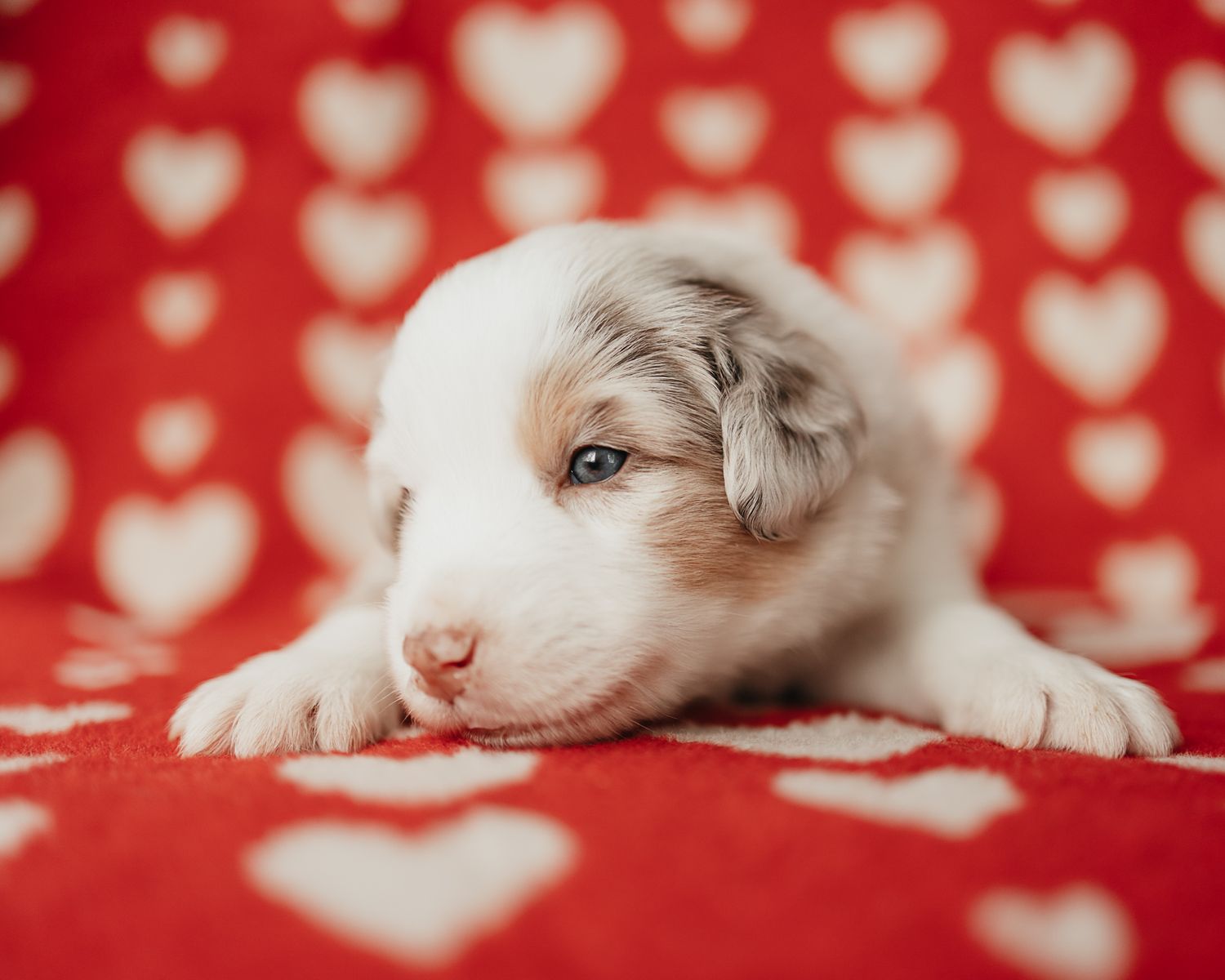 Adorable white and brown puppy lying on red heart patterned background in Valentine's Day themed portrait.