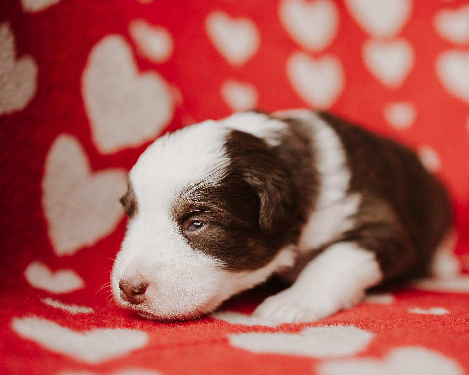 A border collie puppy lies sleepily against a red and white heart-patterned background.