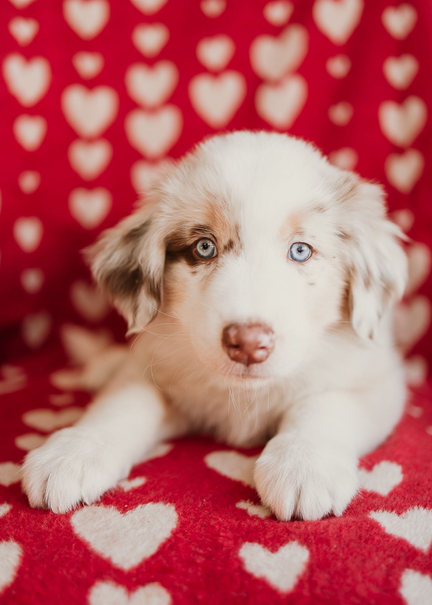Adorable Australian Shepherd puppy with striking blue and brown eyes lies on red heart-patterned background.