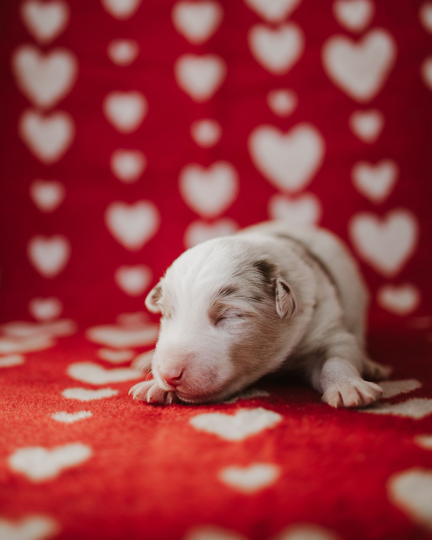 Newborn white kitten sleeping on red fabric with heart pattern bokeh background.