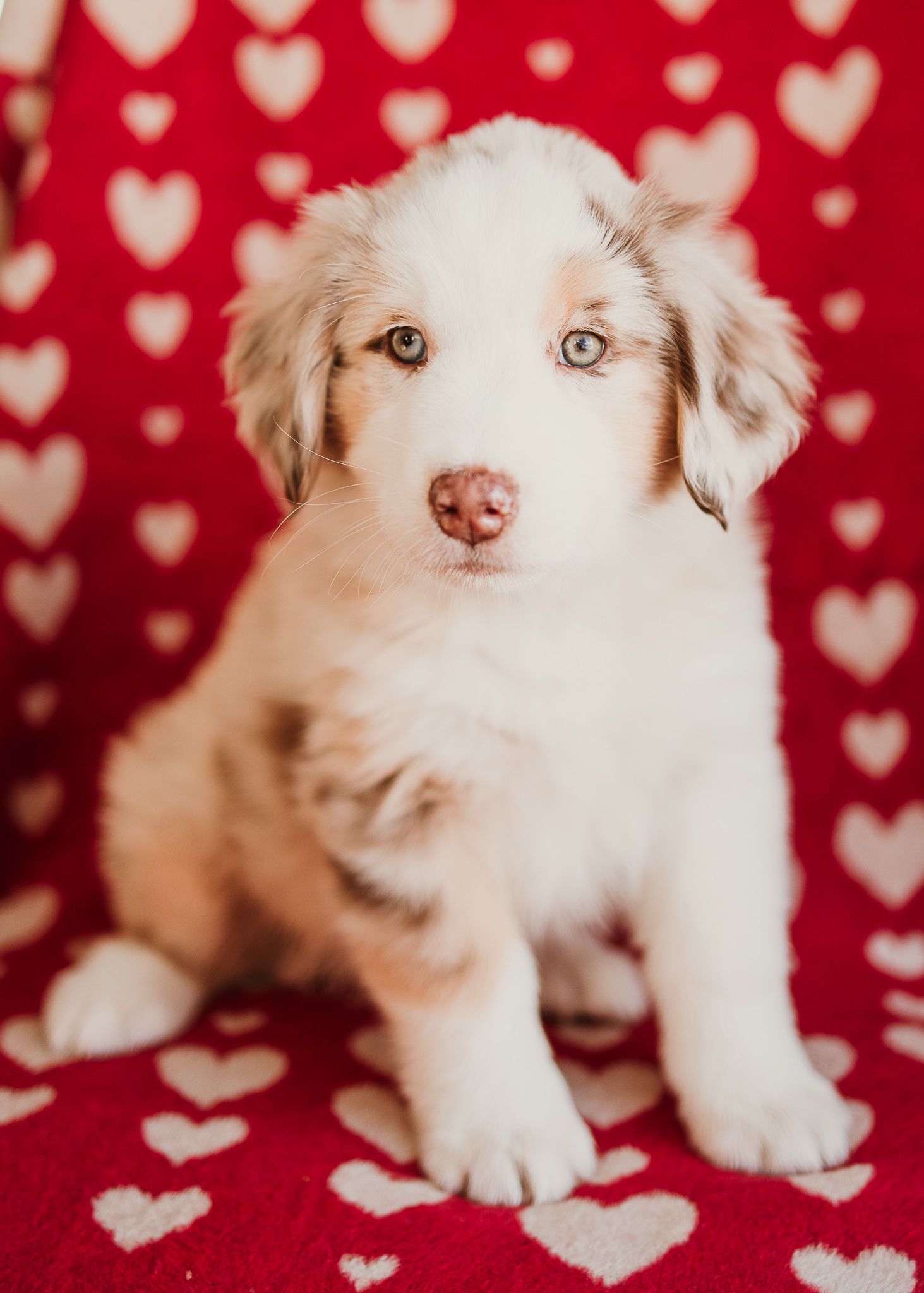 Australian Shepherd puppy with unique eyes poses against red and white heart backdrop.