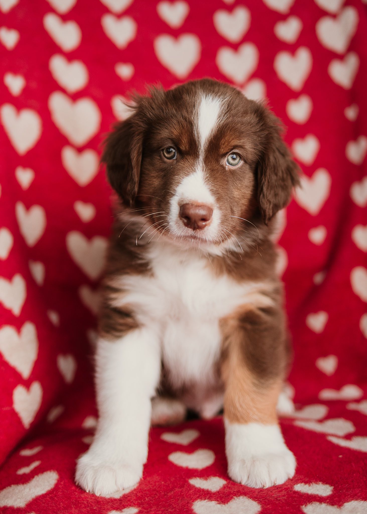 Adorable brown and white Australian Shepherd puppy poses on red and white heart patterned background for Valentine's Day.