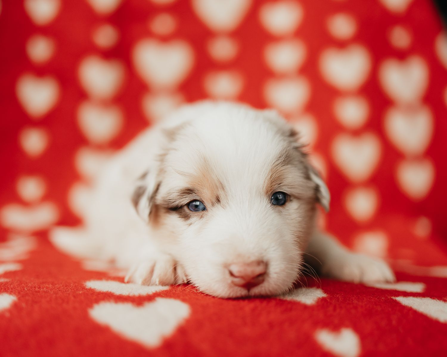 A fluffy white puppy rests on a red polka dot background in a series of adorable close-up shots.