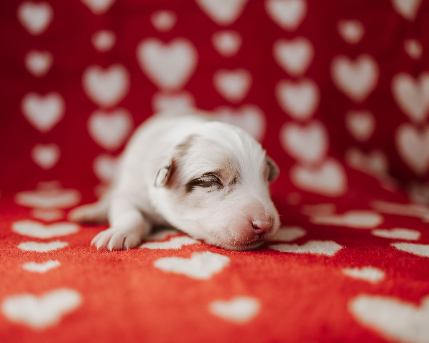 White puppy sleeping on red and white heart patterned blanket creates an adorable Valentine's Day scene.