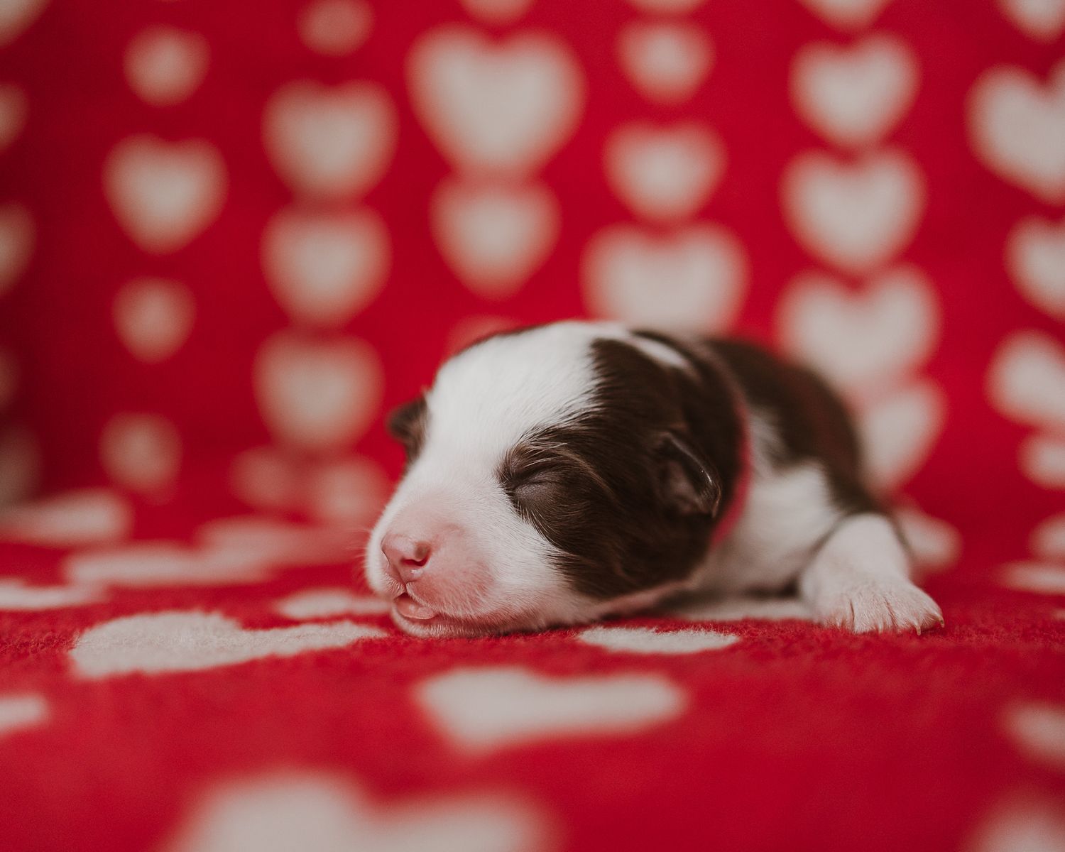 A sleeping black and white kitten rests on a red polka dot blanket in soft lighting.