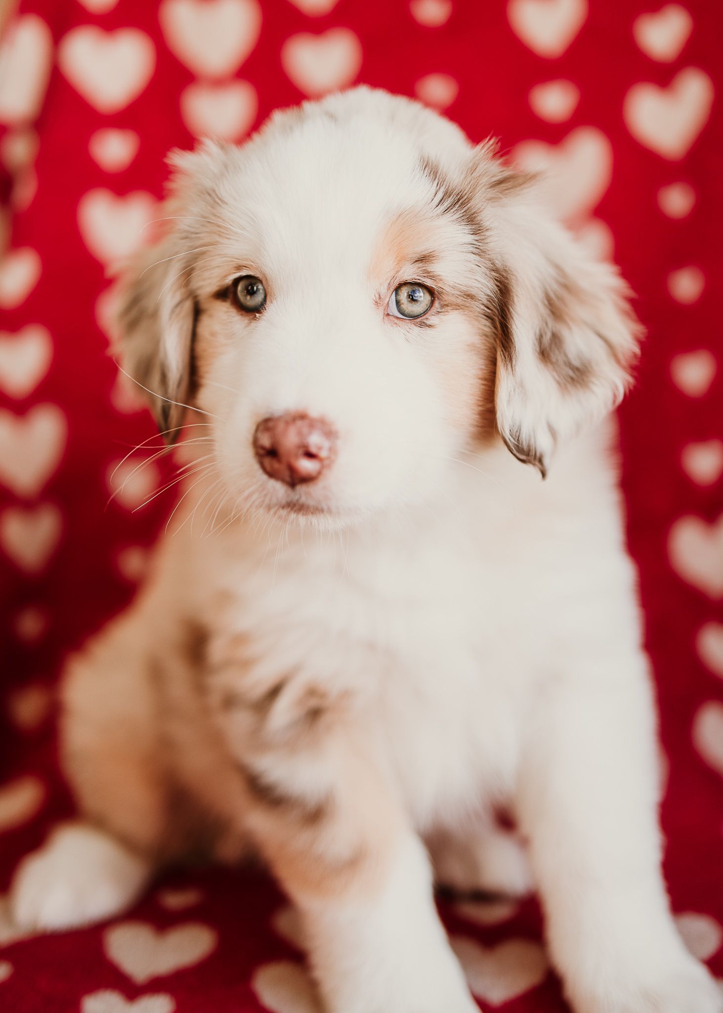 Adorable Australian Shepherd puppy with blue eyes sits on red heart-patterned background.