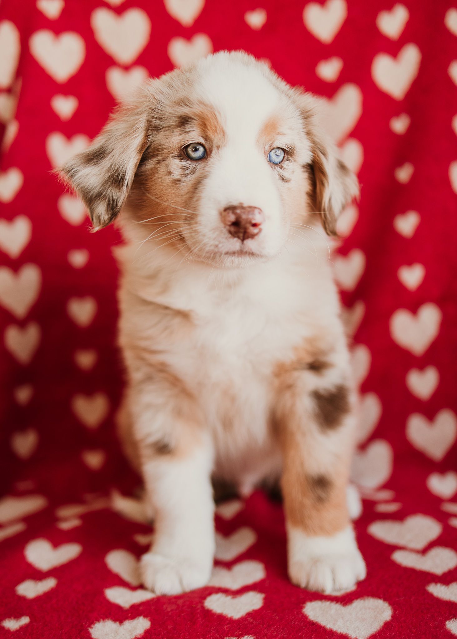 Adorable Australian Shepherd puppy with bright blue eyes sits on red and white heart-patterned background.