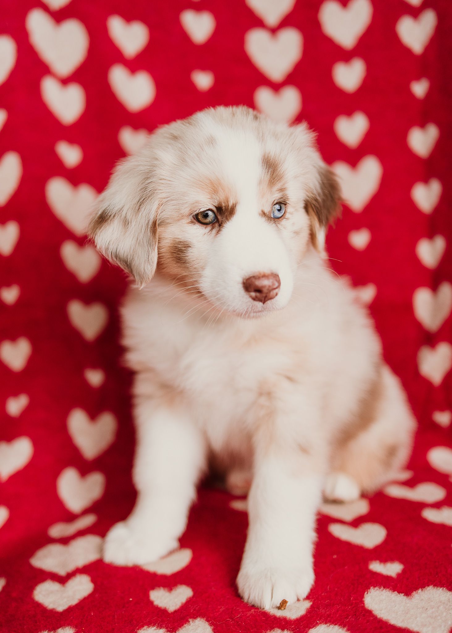 Adorable Australian Shepherd puppy sitting on red background with white heart pattern.
