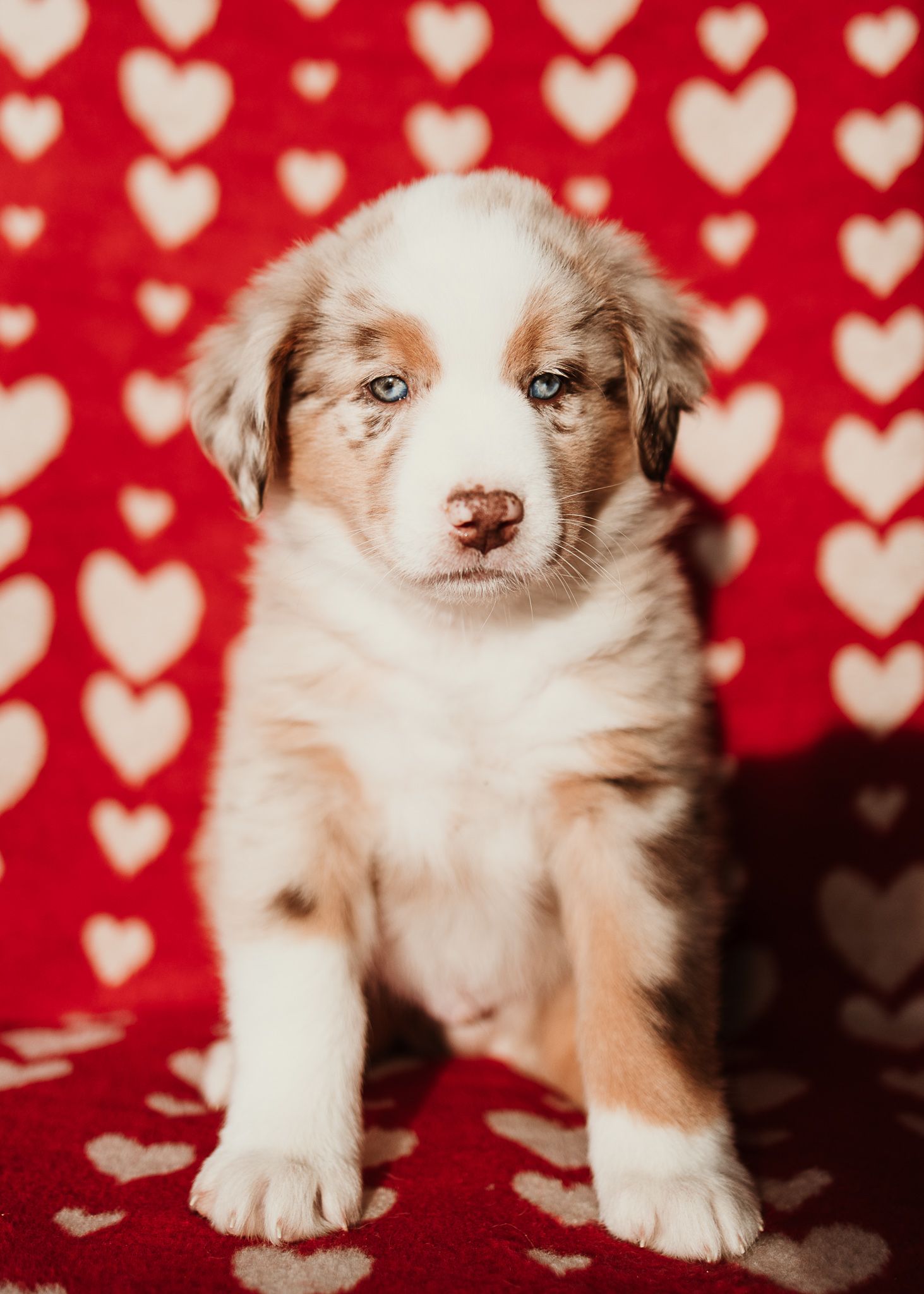 Australian shepherd puppy poses against red background with white heart pattern in five sequential photos.