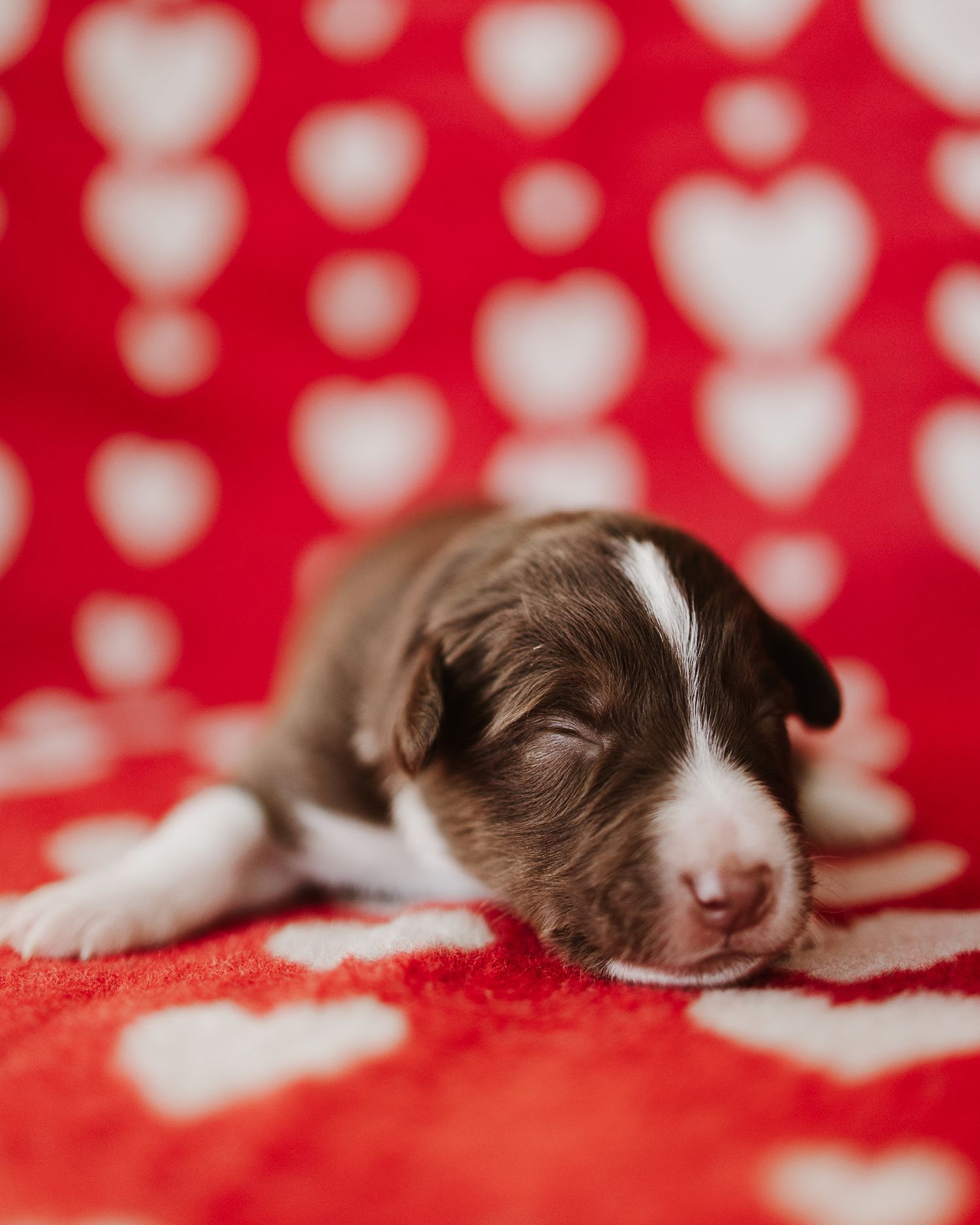 Sleeping brown and white puppy rests on a red polka dot blanket in a series of peaceful poses.