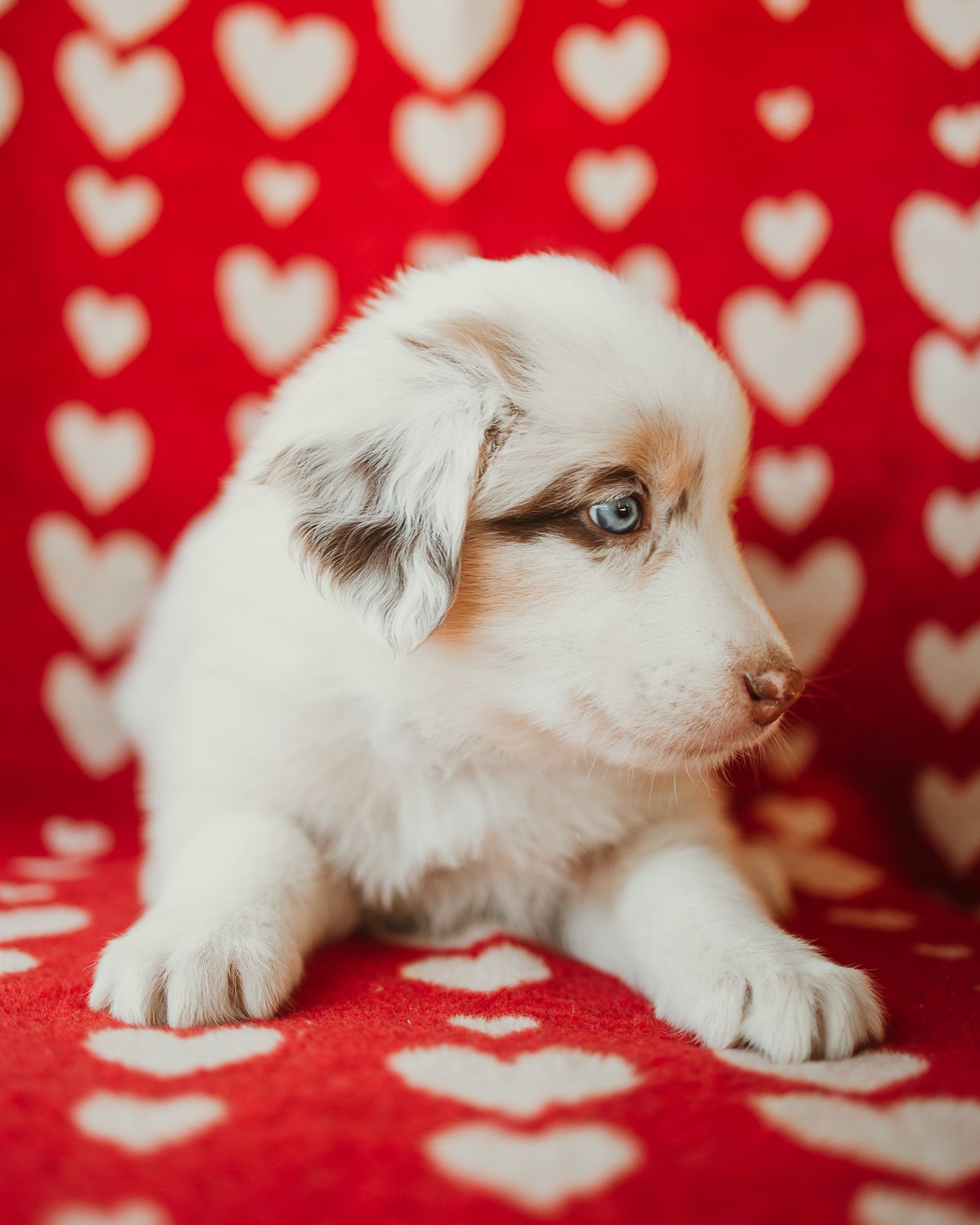 Adorable white puppy sitting on red blanket with heart pattern background for Valentine's Day themed photo.