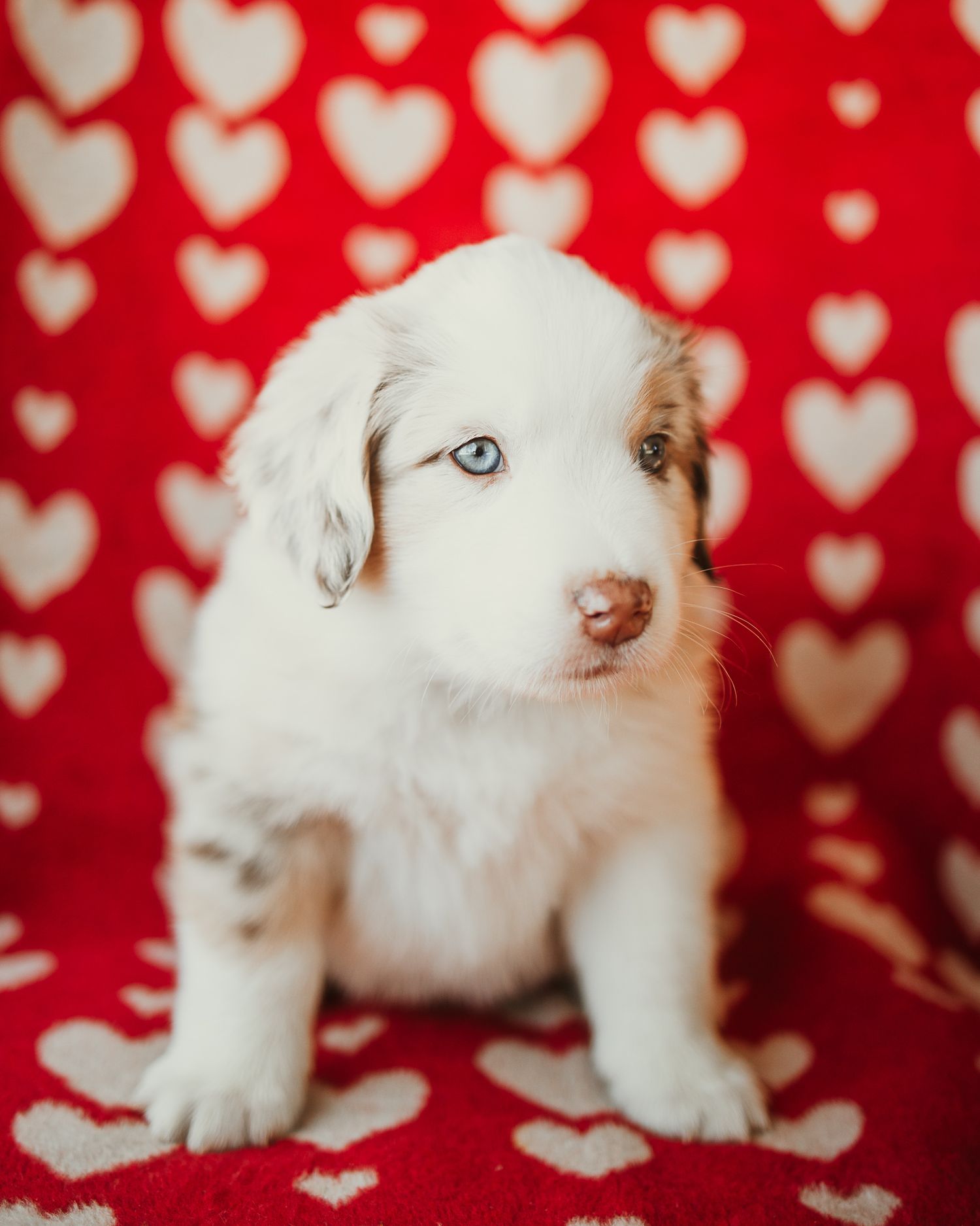 White puppy sitting against red and white heart patterned background in a series of adorable poses.