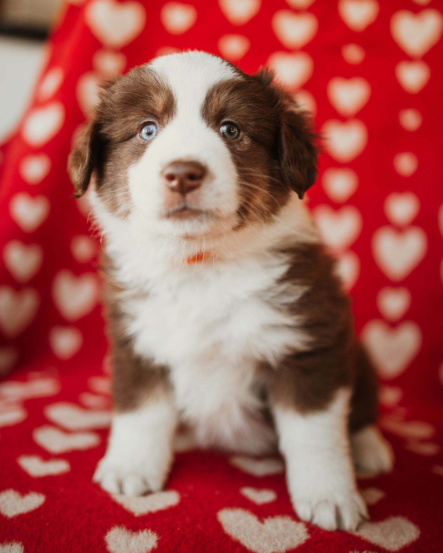 Adorable brown and white puppy sitting on red heart patterned background.