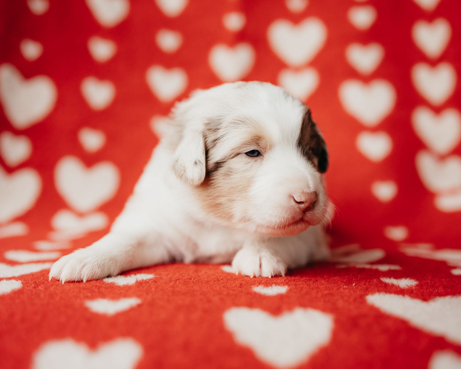 Adorable white puppy sleeping on red and white heart patterned background in soft lighting.