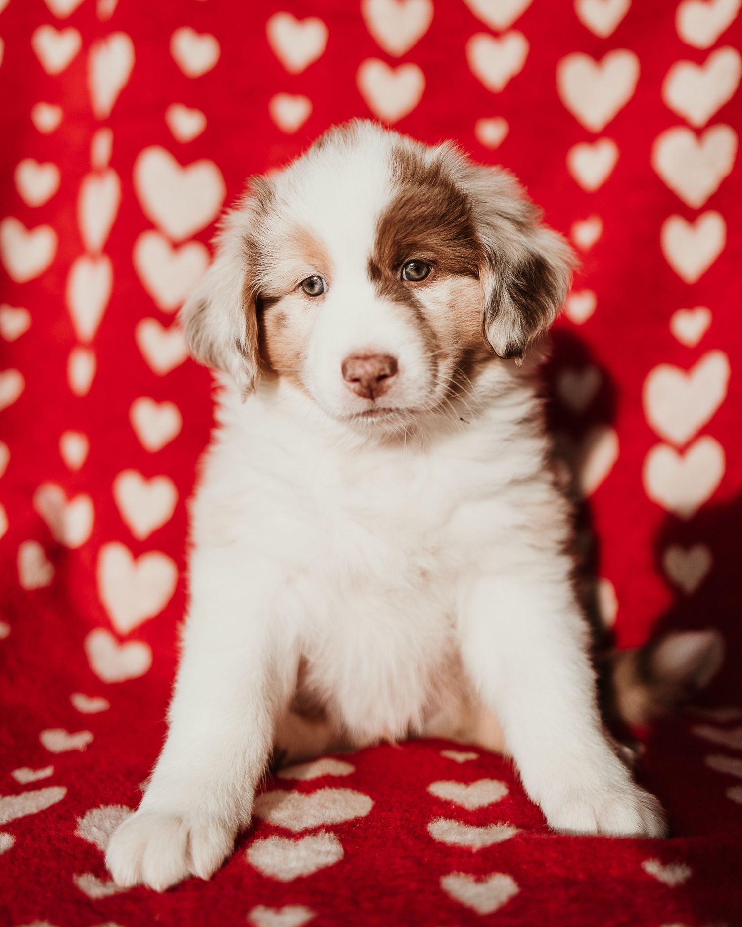 Three adorable brown and white Australian Shepherd puppies pose against a red background with white heart bokeh pattern.