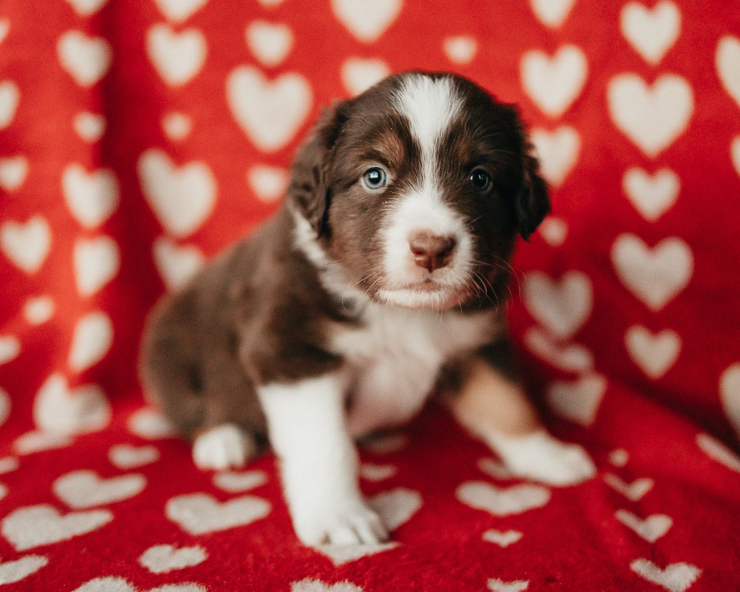 Adorable brown and white border collie puppy lying on red heart-patterned blanket.