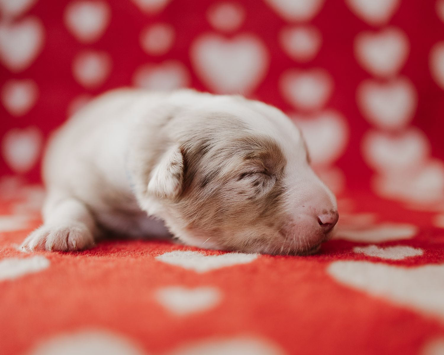 A sleeping cat stretches out across a red and white polka dot blanket or fabric.