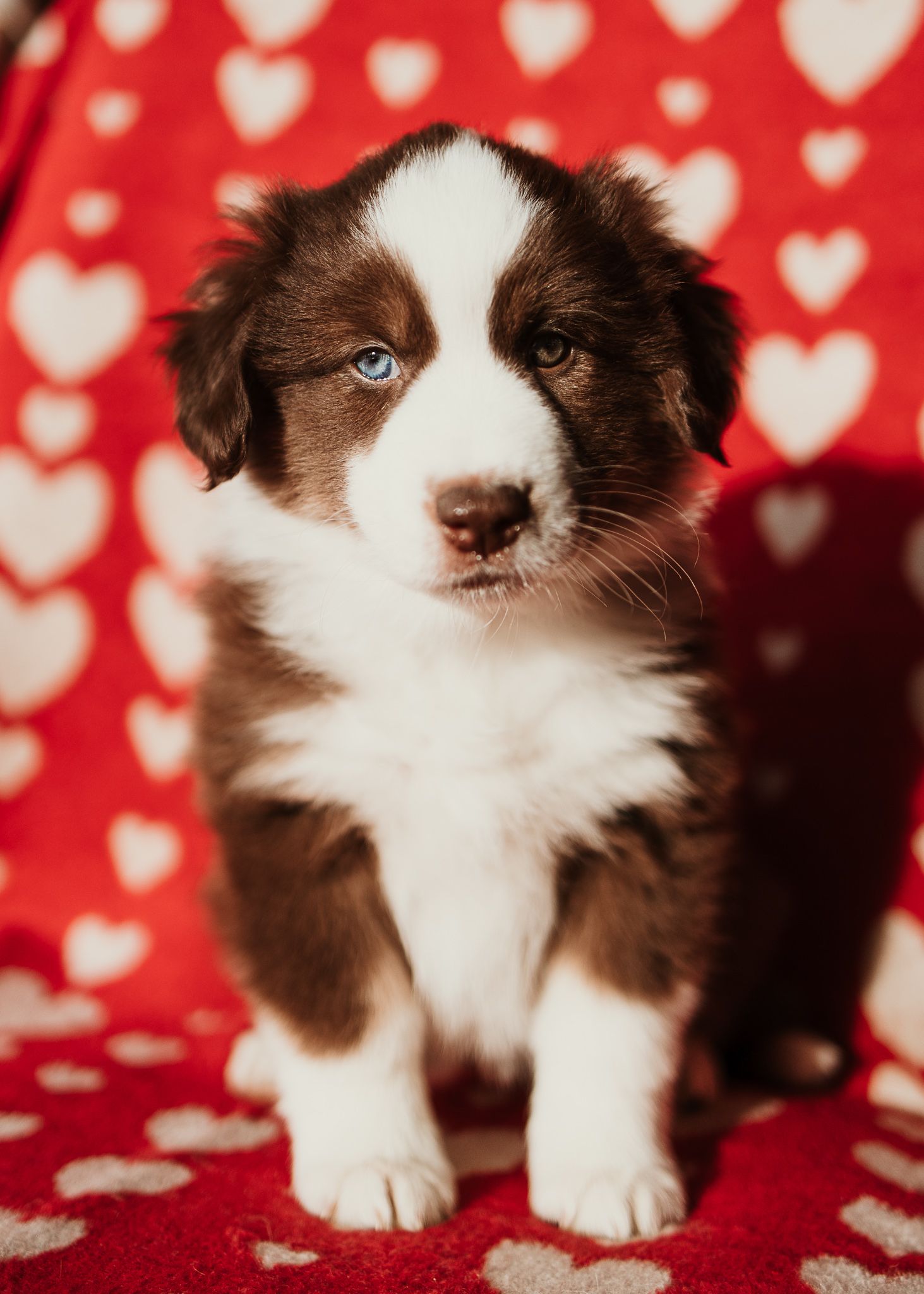 Brown and white Australian Shepherd puppy sitting on red heart-patterned blanket with striking blue eyes.