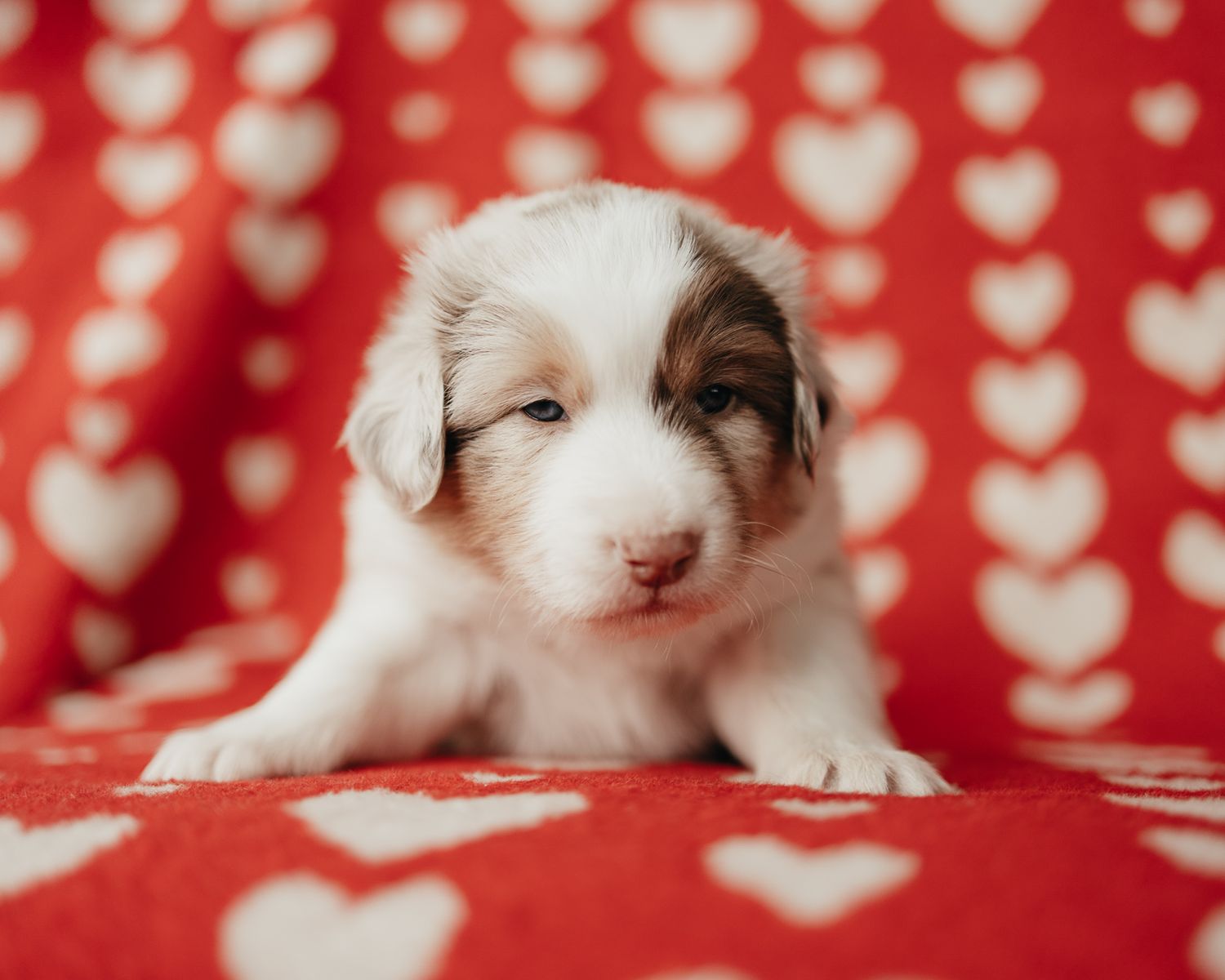 Adorable Australian Shepherd puppy with brown and white fur lying on red and white heart patterned background.