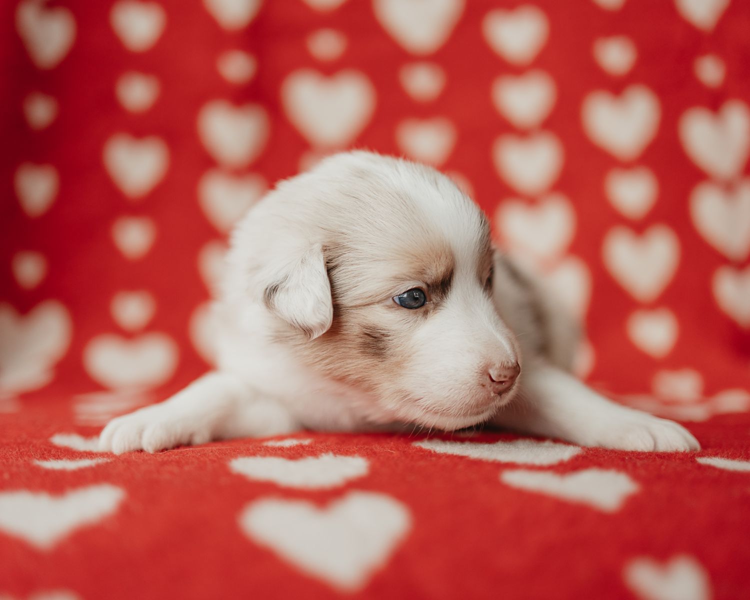 Adorable white puppy lying on red and white heart patterned blanket.