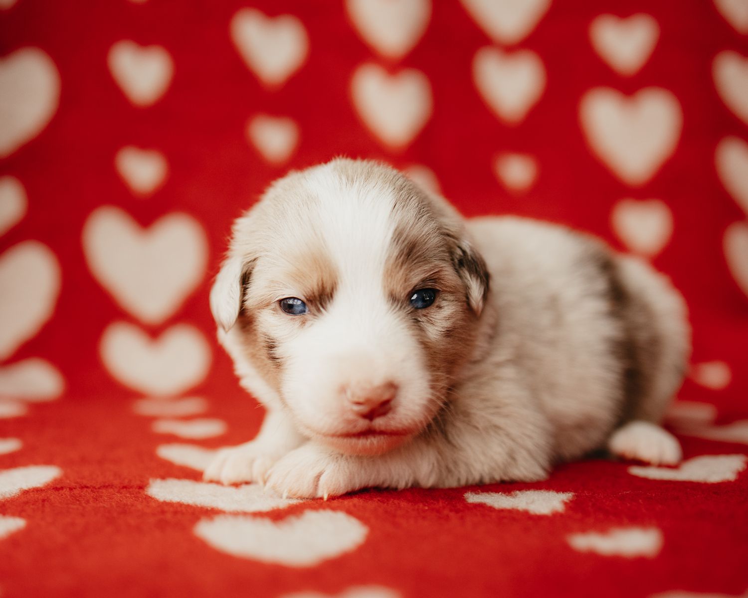A series of eight connected photos showing a white puppy lying on a red background with heart pattern.