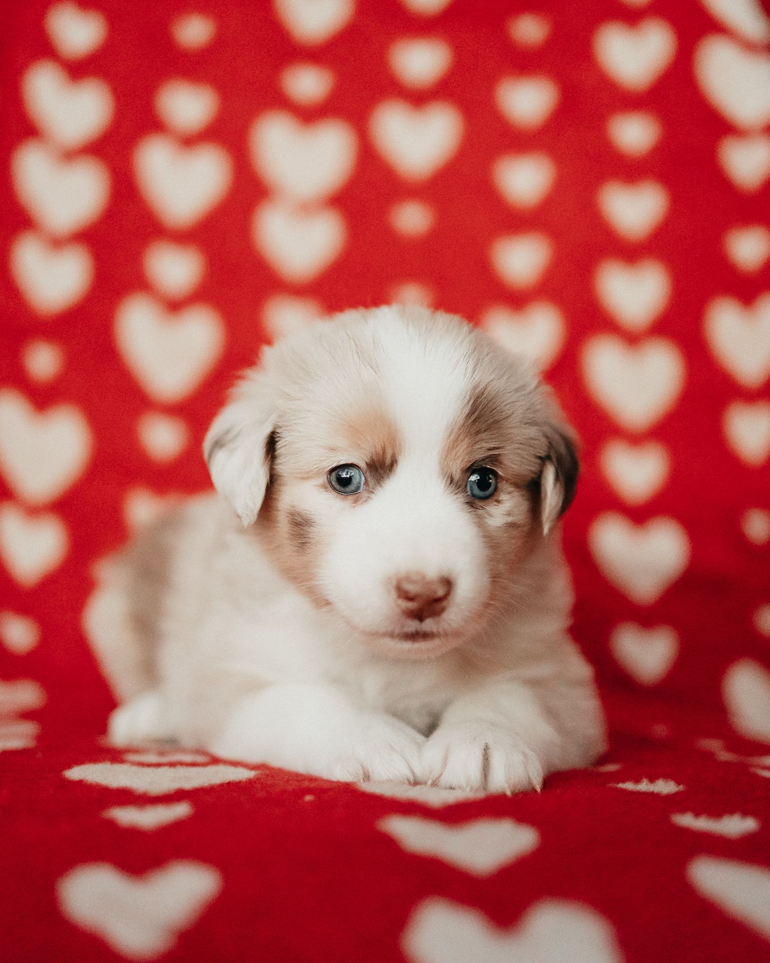 Adorable white puppy lying on red background with heart pattern, looking directly at camera with bright blue eyes.