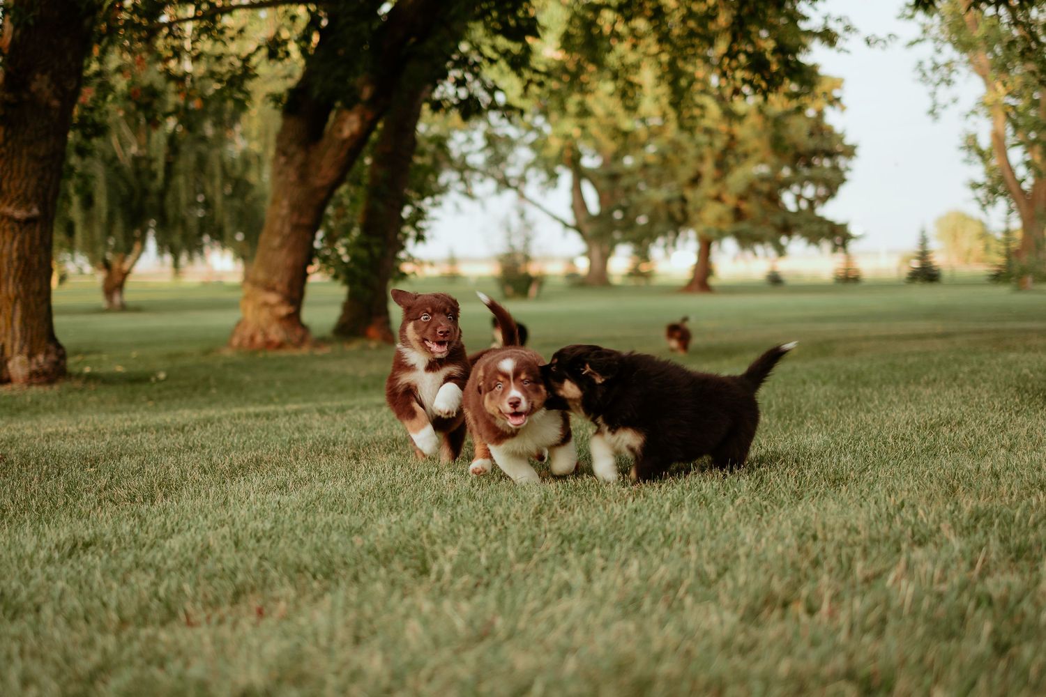 A group of chickens and roosters roam freely on a grassy lawn under shady trees.