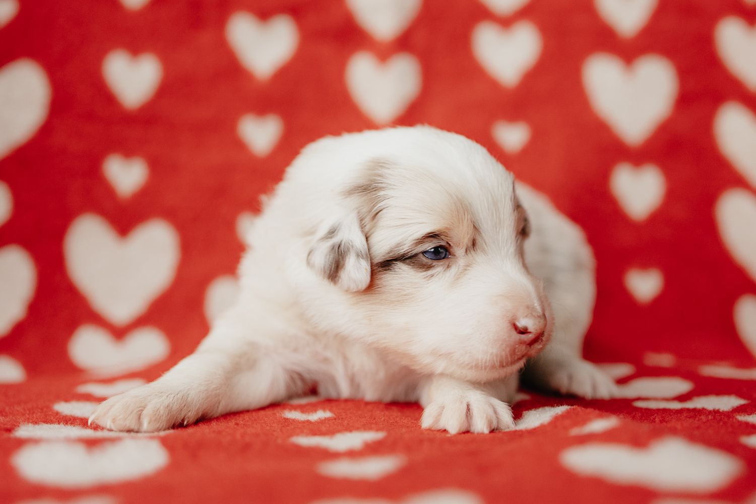 Sleepy white puppy lying on red and white heart patterned blanket.