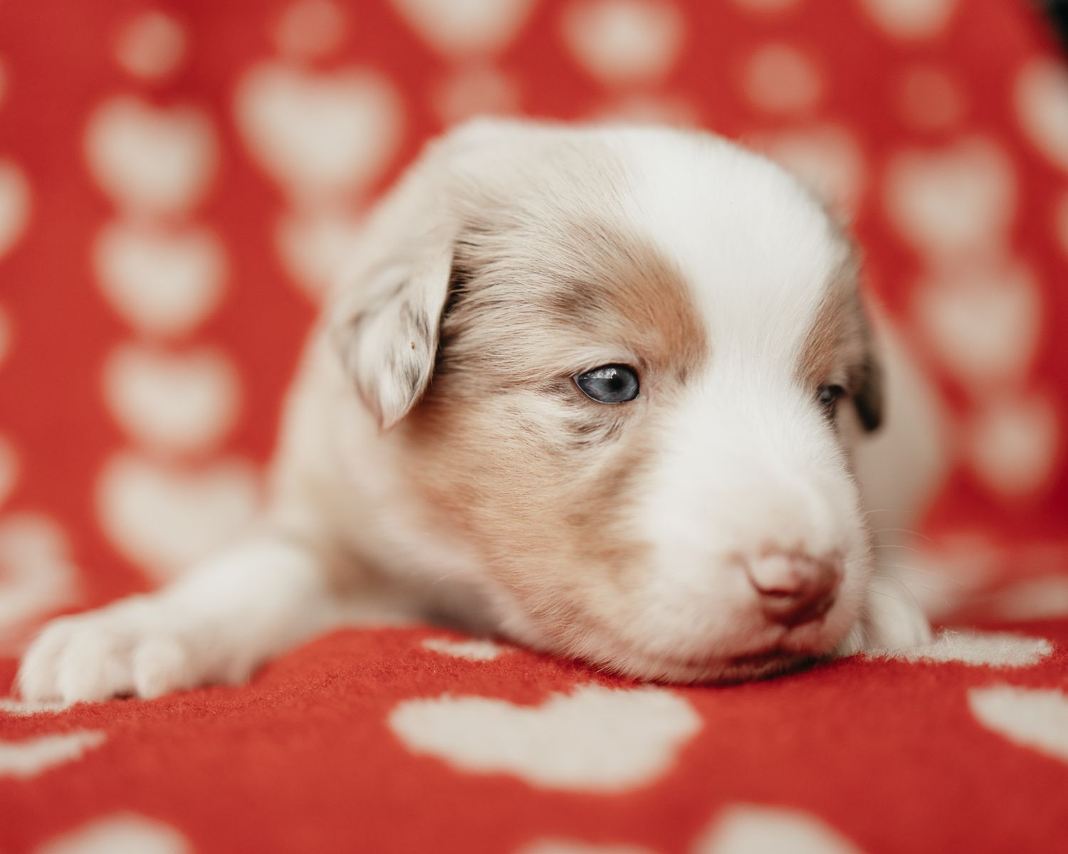 Adorable Australian Shepherd puppy with blue eyes lying on red and white heart patterned blanket.