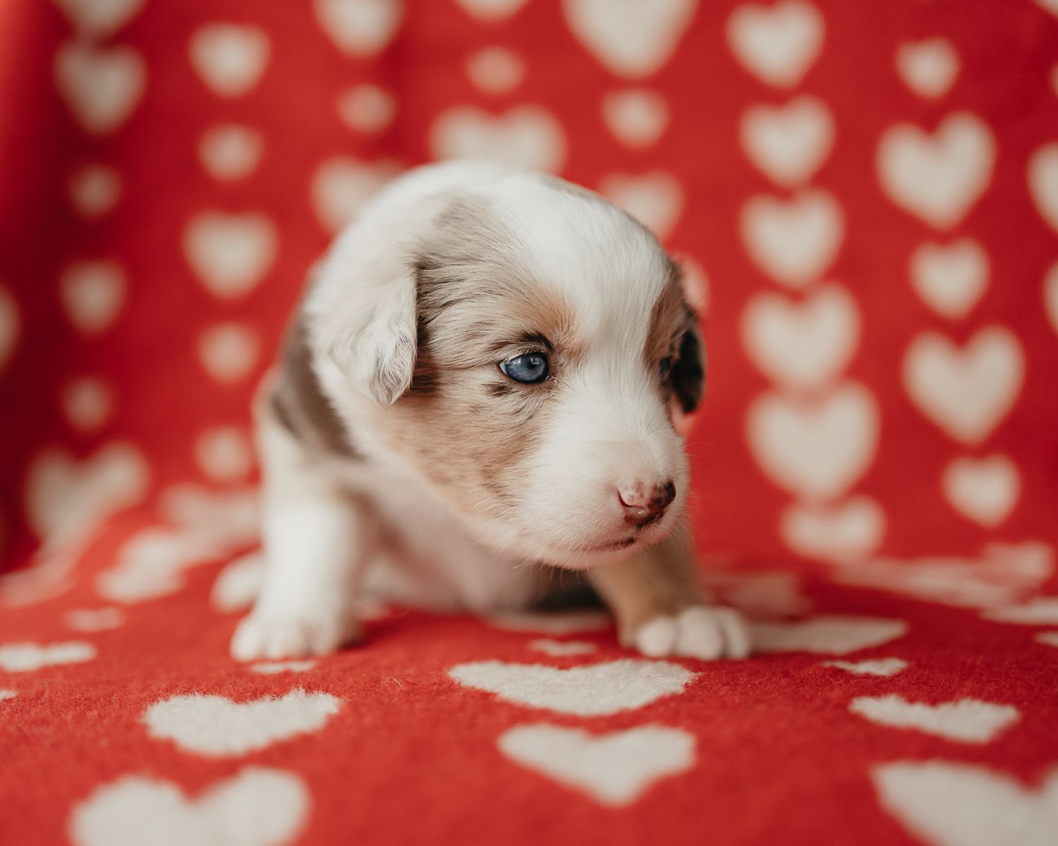 Adorable white puppy sits on red heart patterned background looking curiously at camera.