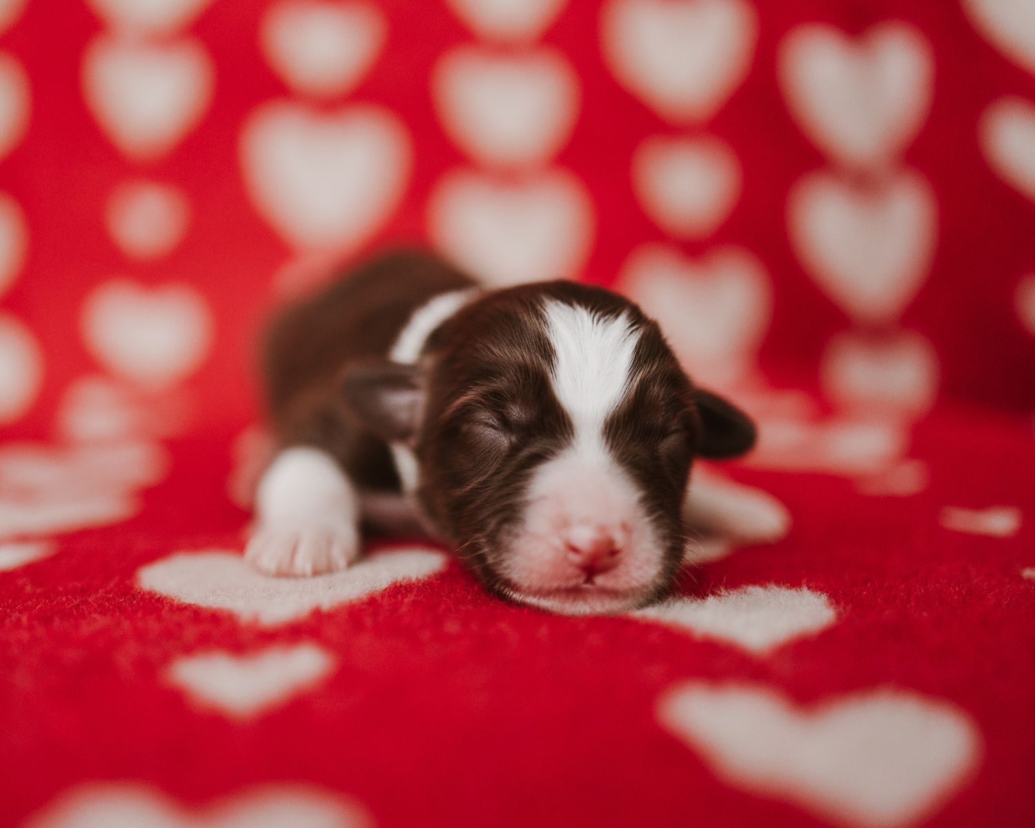 Newborn brown and white puppy sleeping on red and white heart patterned blanket.