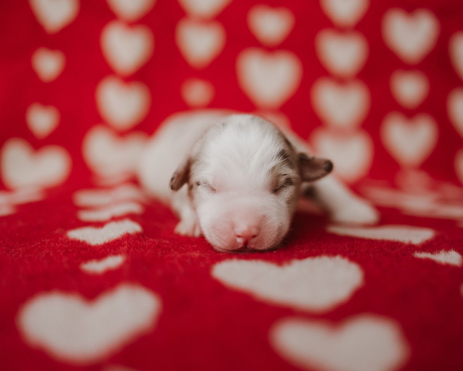 White heart-shaped petals scattered on a vibrant red background create a romantic Valentine's Day composition.