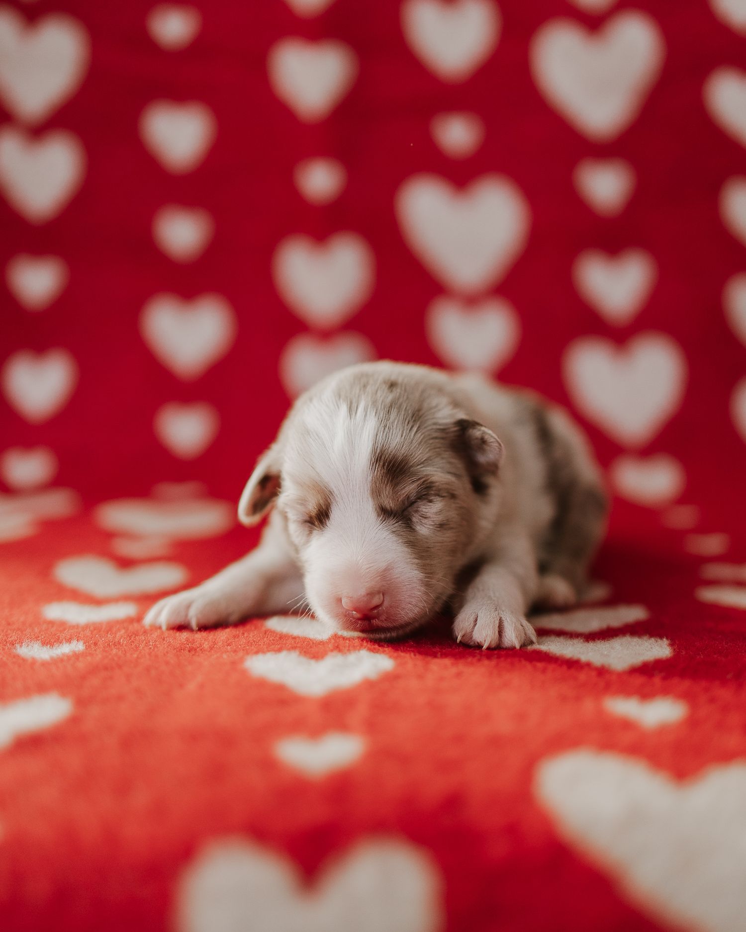 Newborn puppy sleeping on red and white heart patterned blanket.