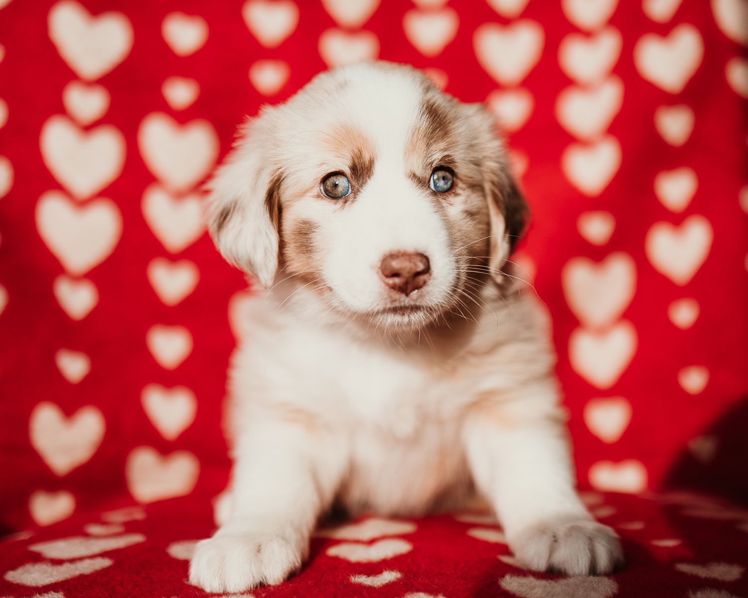 Adorable puppy poses against a festive red background with white heart pattern decorations.