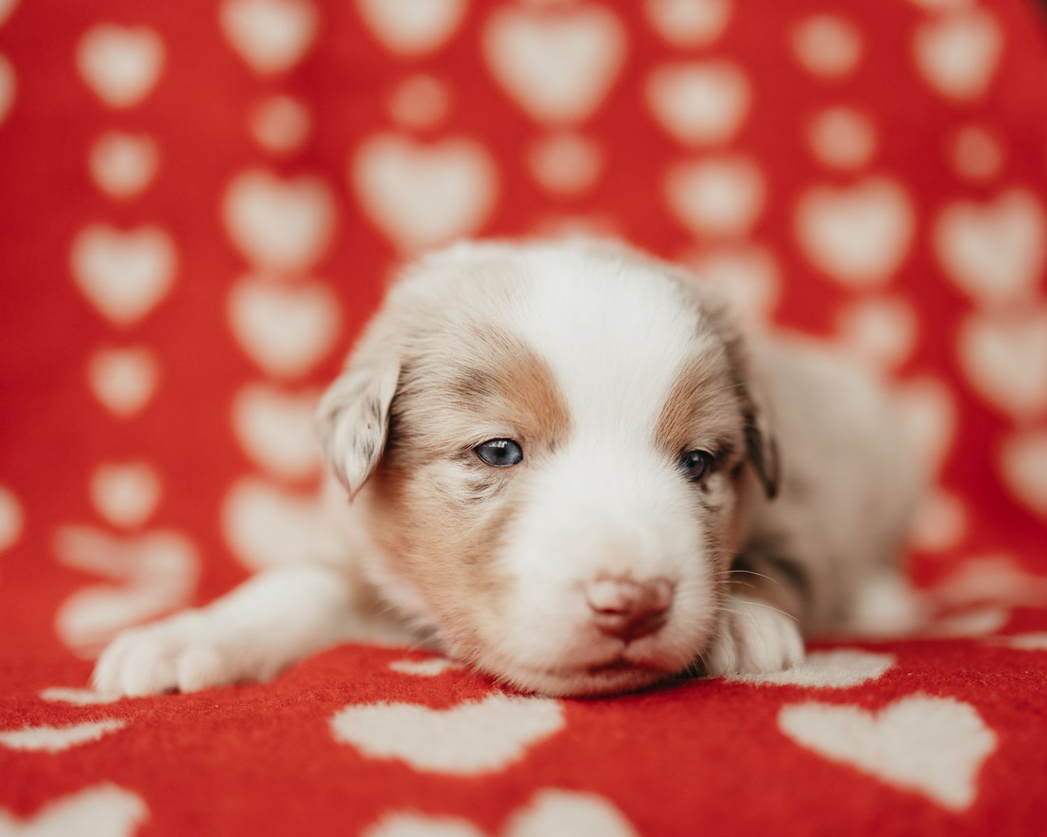 Adorable white puppy with pink nose and brown spots lies on red and white polka dot blanket.