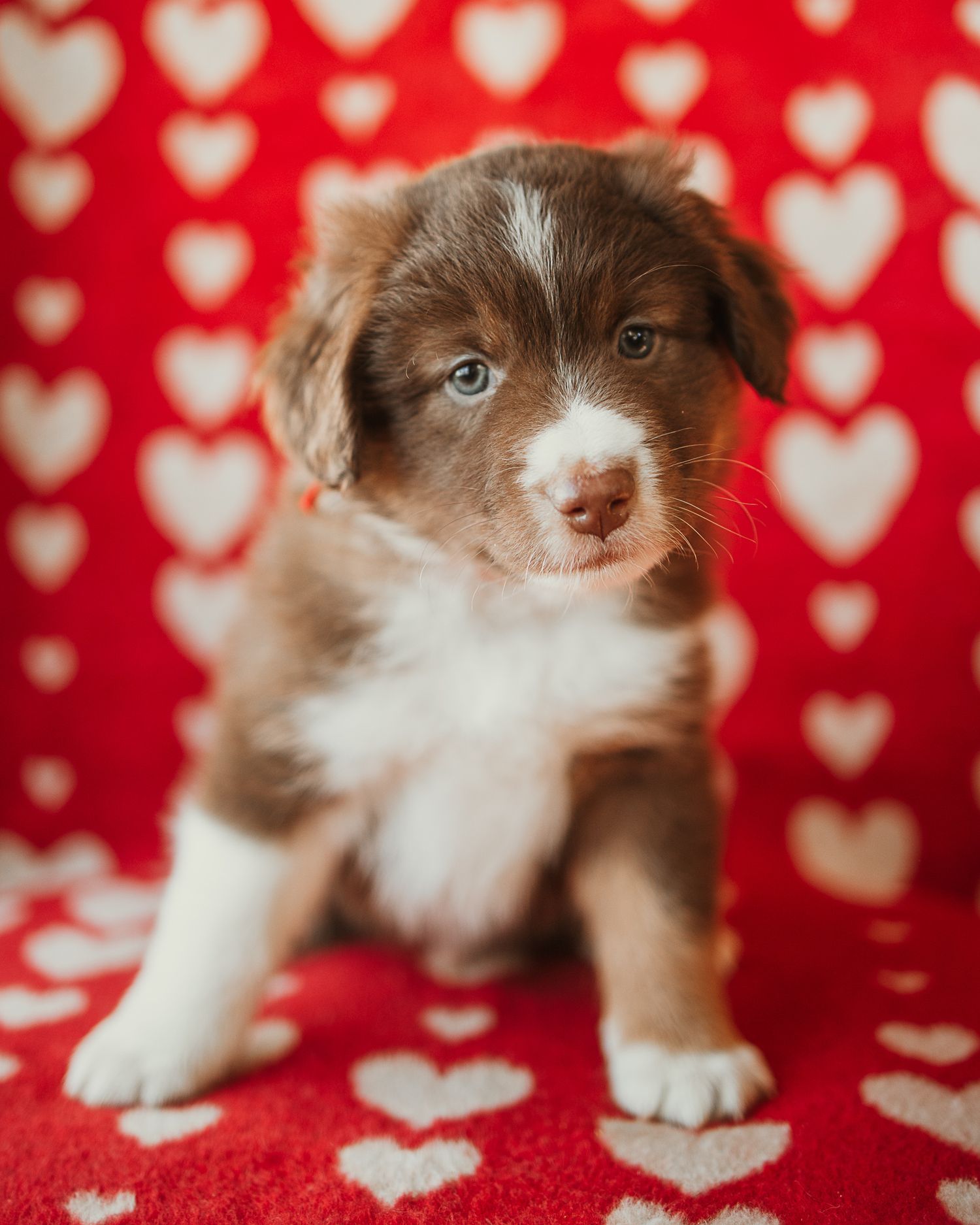 Brown and white puppy poses against a red background with heart pattern.
