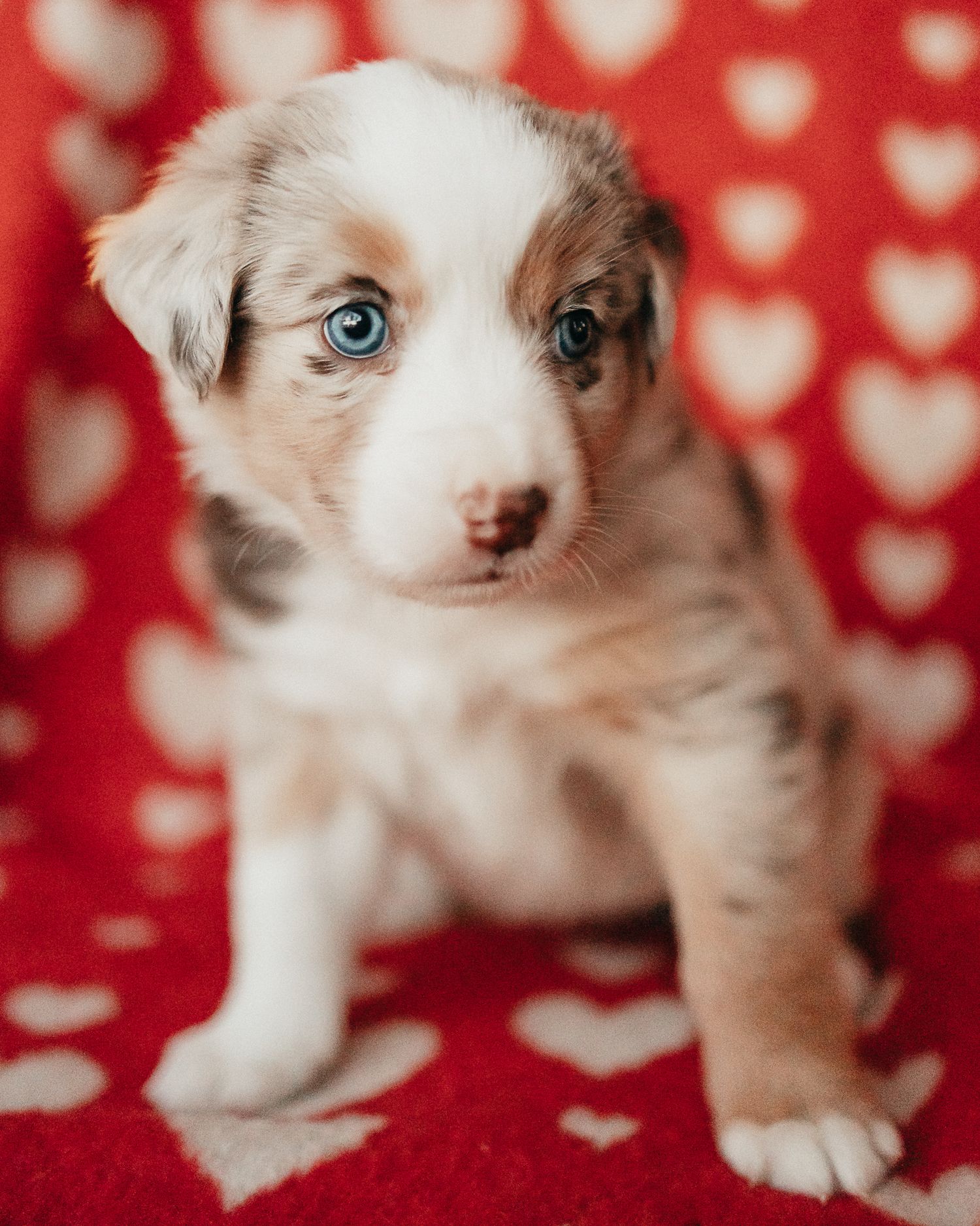 Adorable ragdoll kitten with striking blue eyes poses against a red and white heart-patterned background.