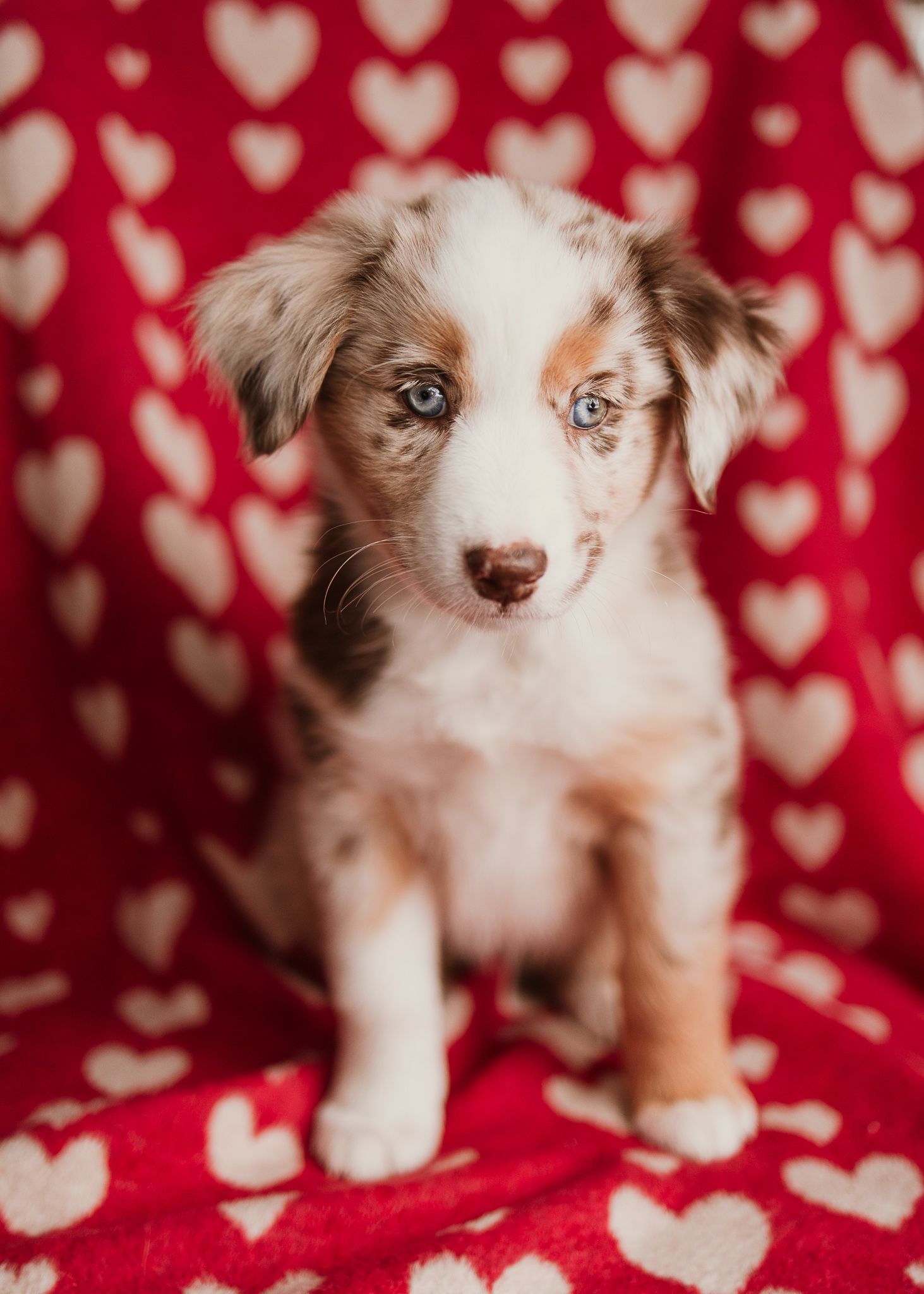 Cute Australian Shepherd puppy with blue eyes sits on red and white heart patterned blanket.